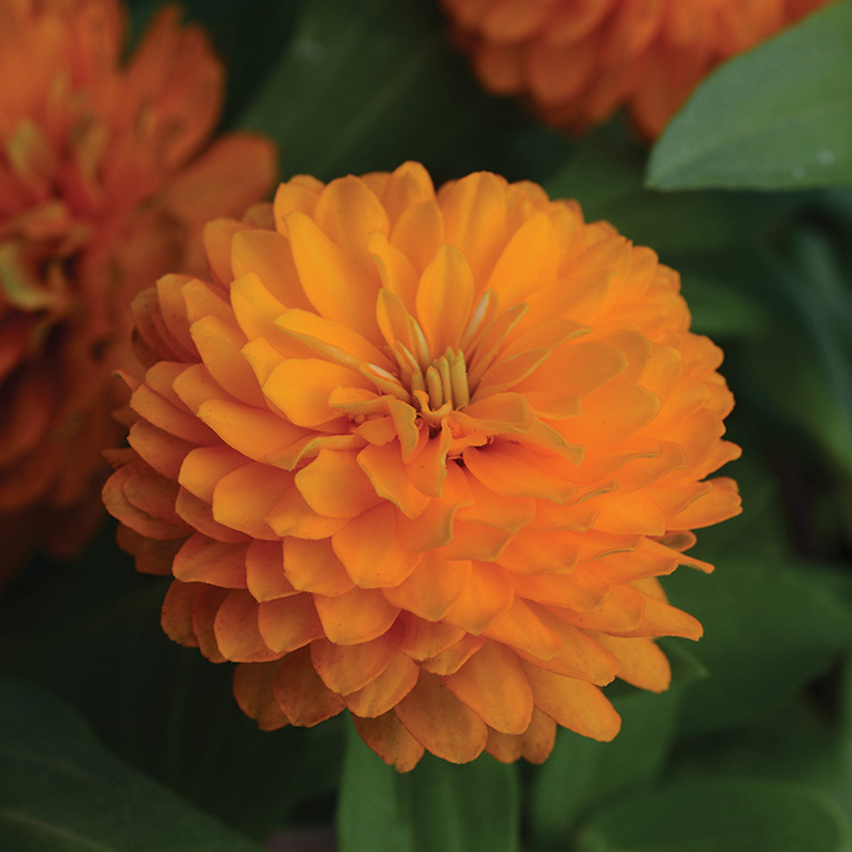 Zinnia, Zahara™ Double Bright Orange
