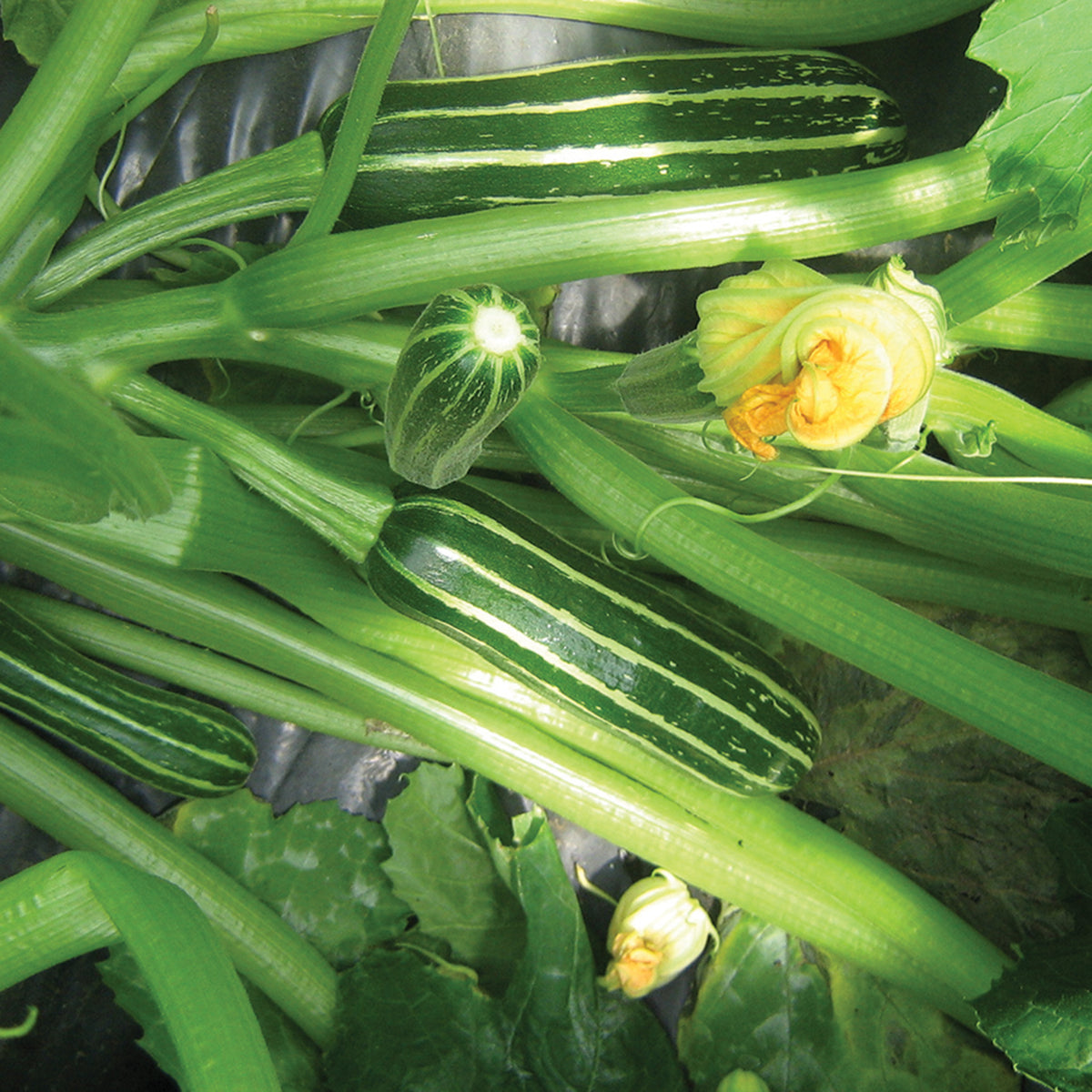 Squash, Summer, Safari Hybrid