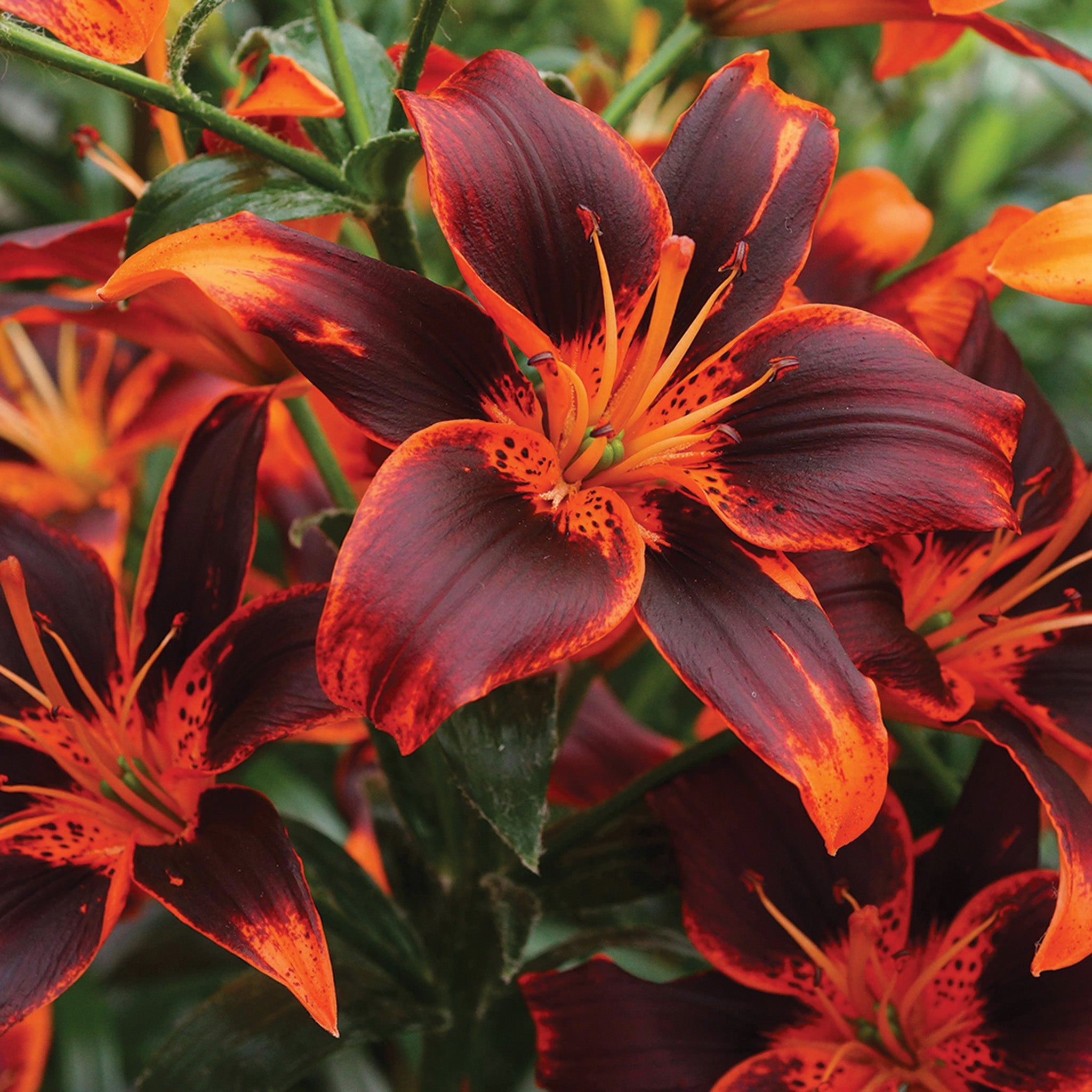 Lily, Asiatic Hybrid, Forever Susan Hybrid, Pack of 3