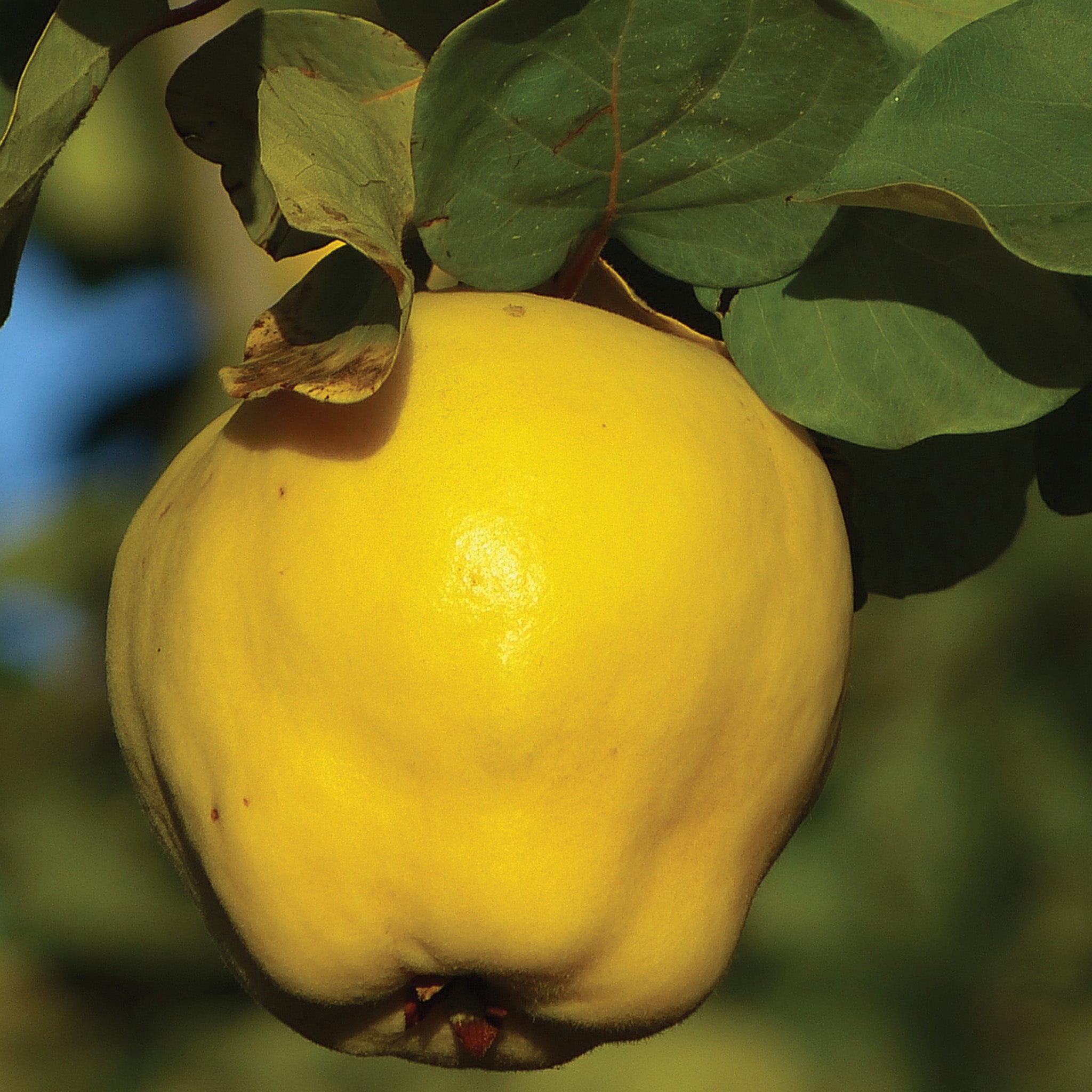 Quince, Russian, Kuganskaya