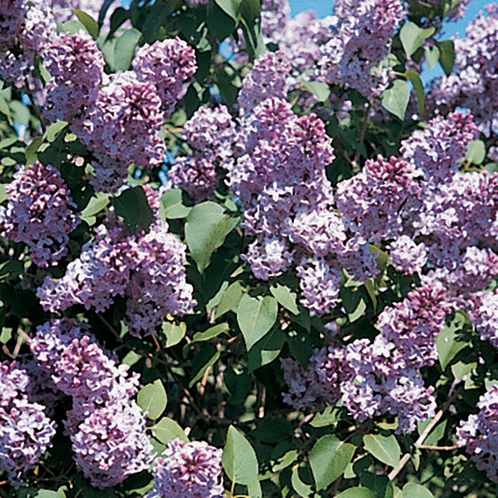 Lilac, Common Hedge