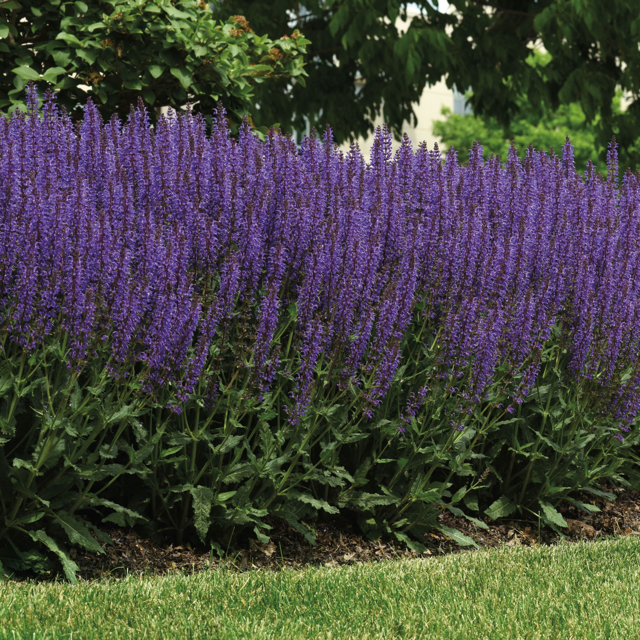 Salvia, Blue By You
