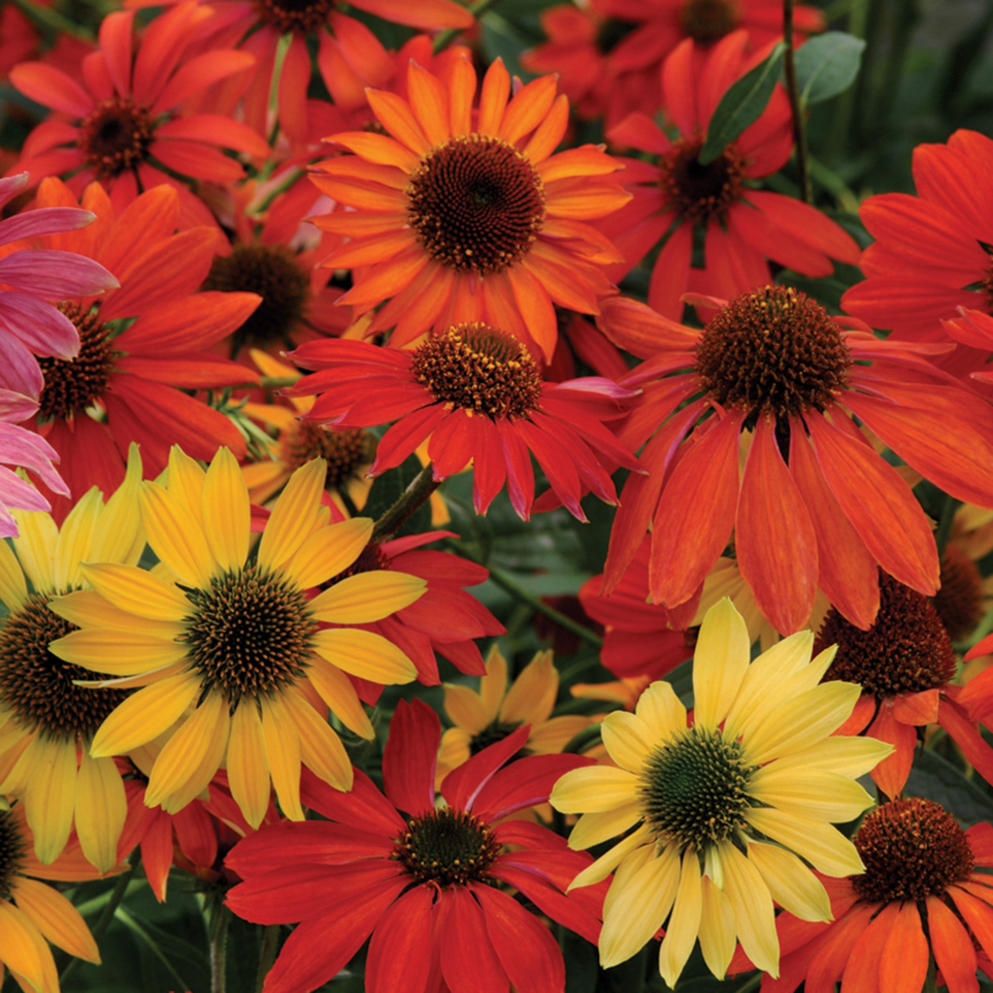 Echinacea, Cheyenne Spirit