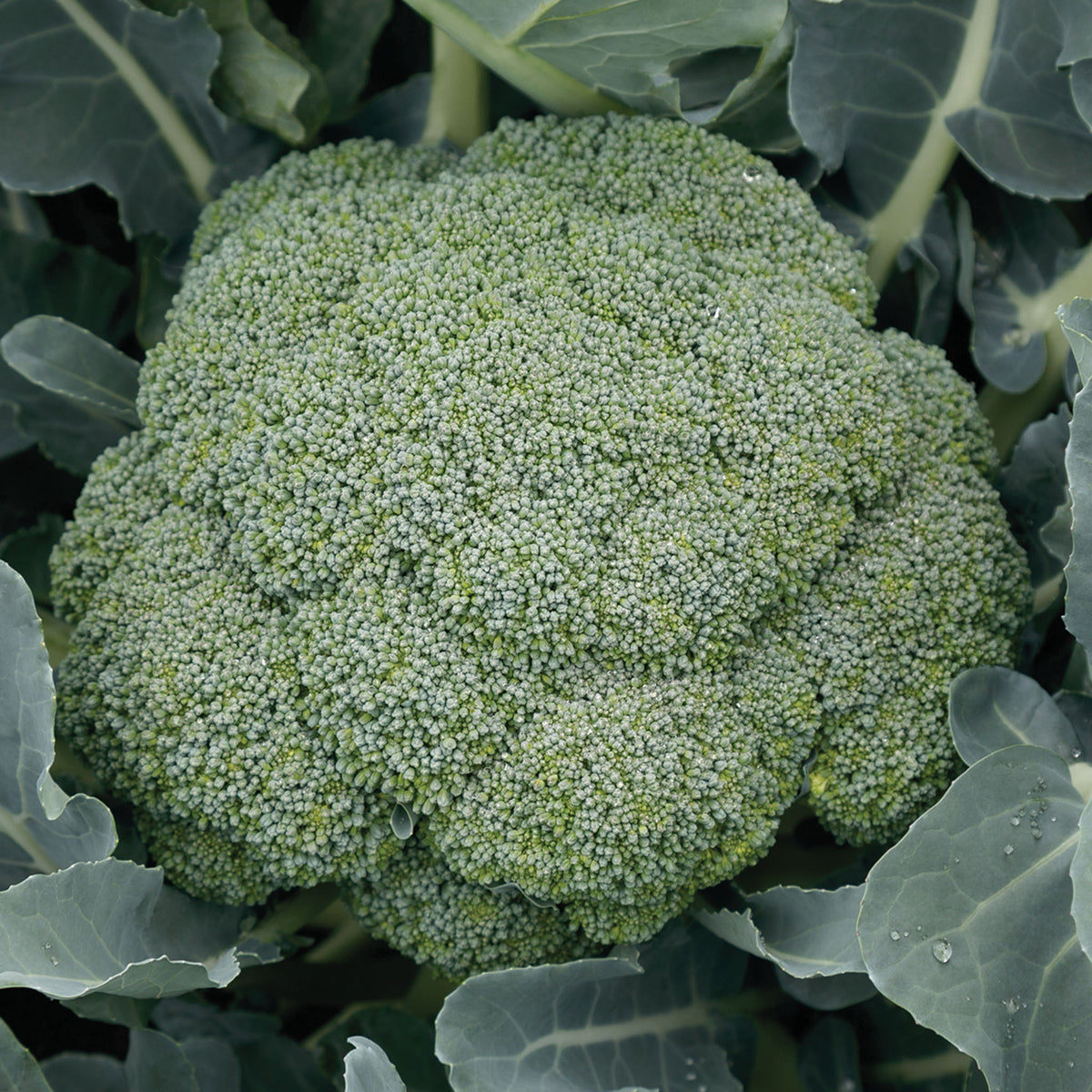 Broccoli, Green Magic Hybrid