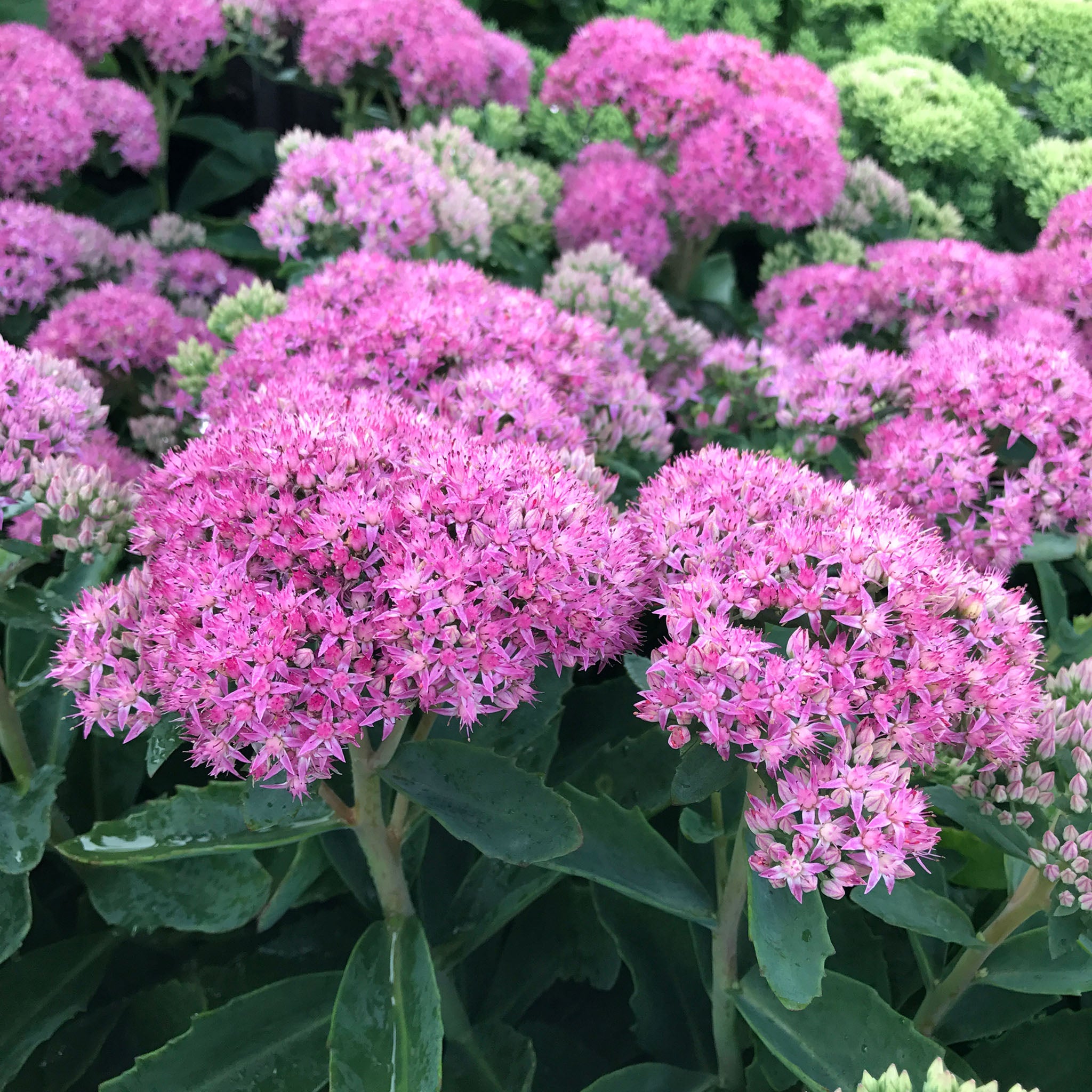 Sedum, Neon