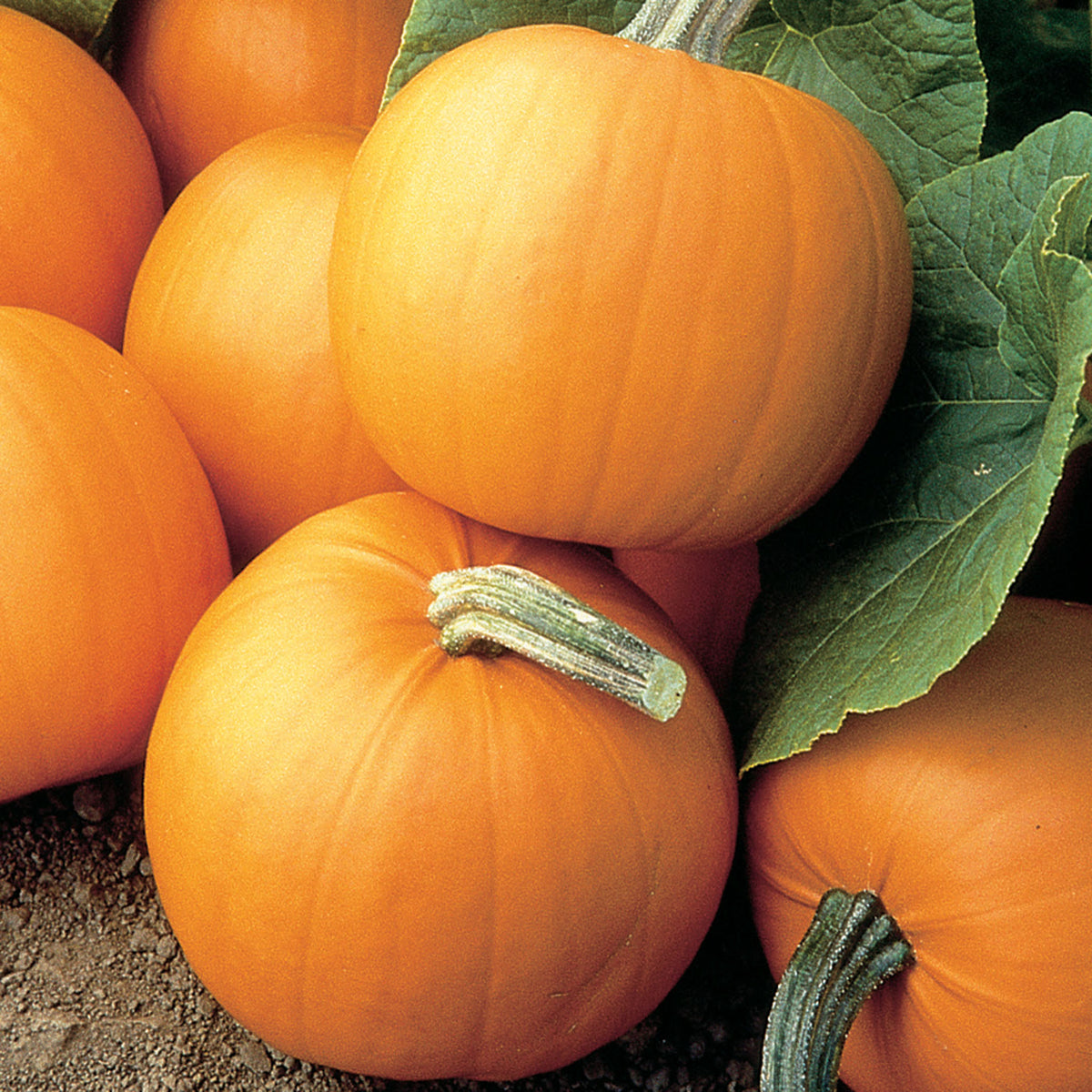 Pumpkin, Orange Smoothie Hybrid