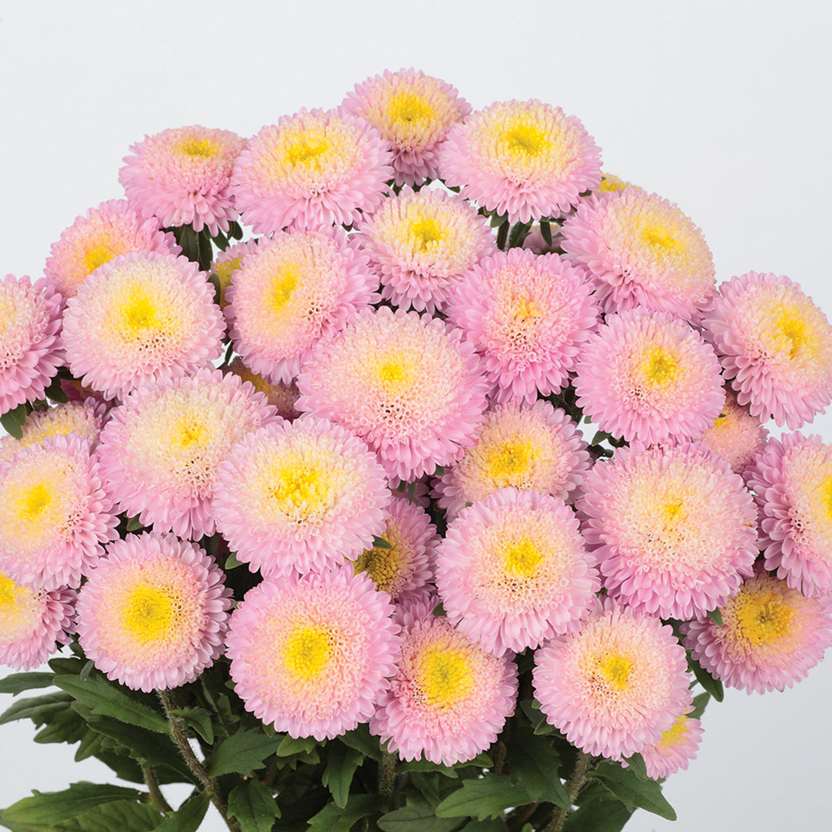 Aster, Bonita Shell Pink