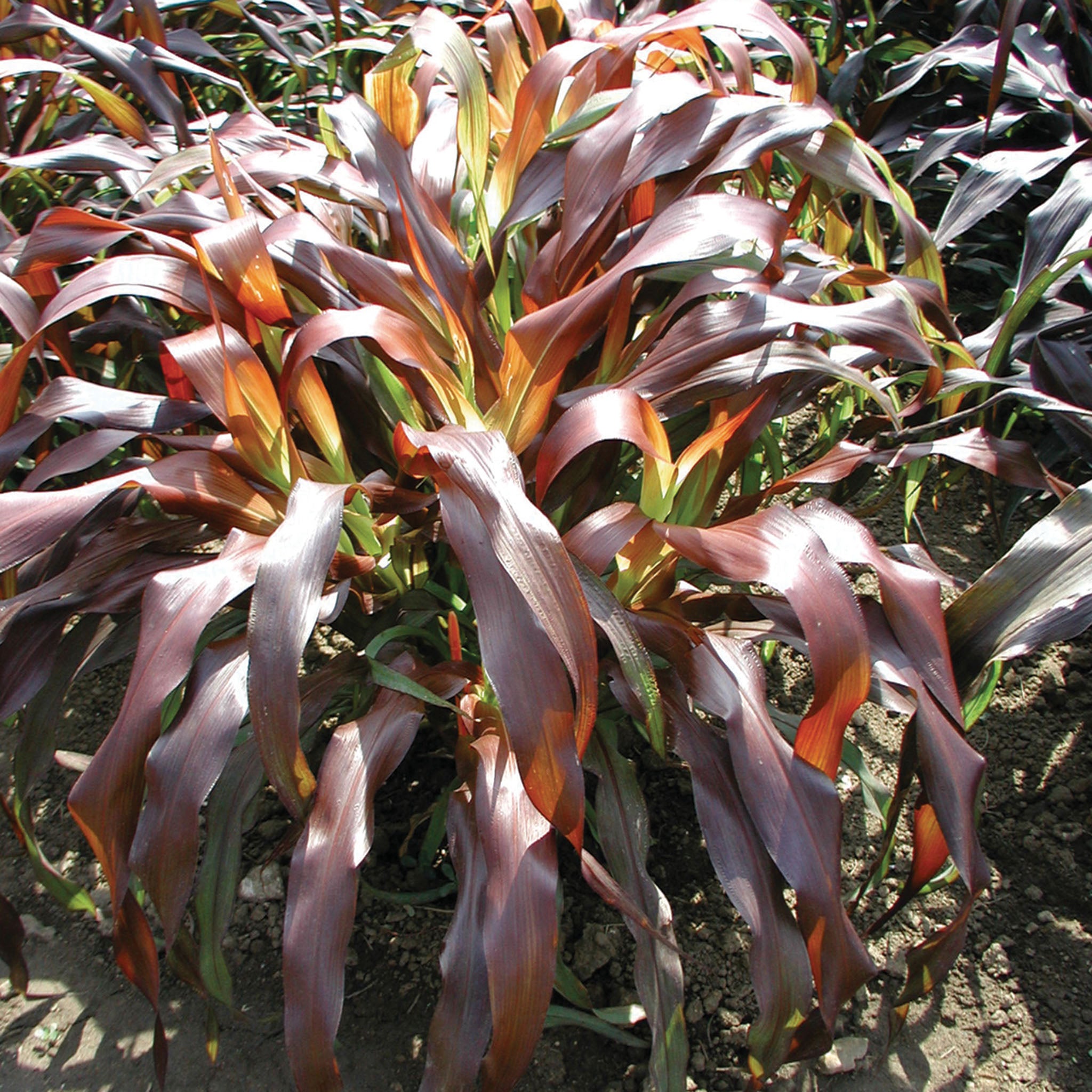 Millet, Ornamental, Jester Hybrid