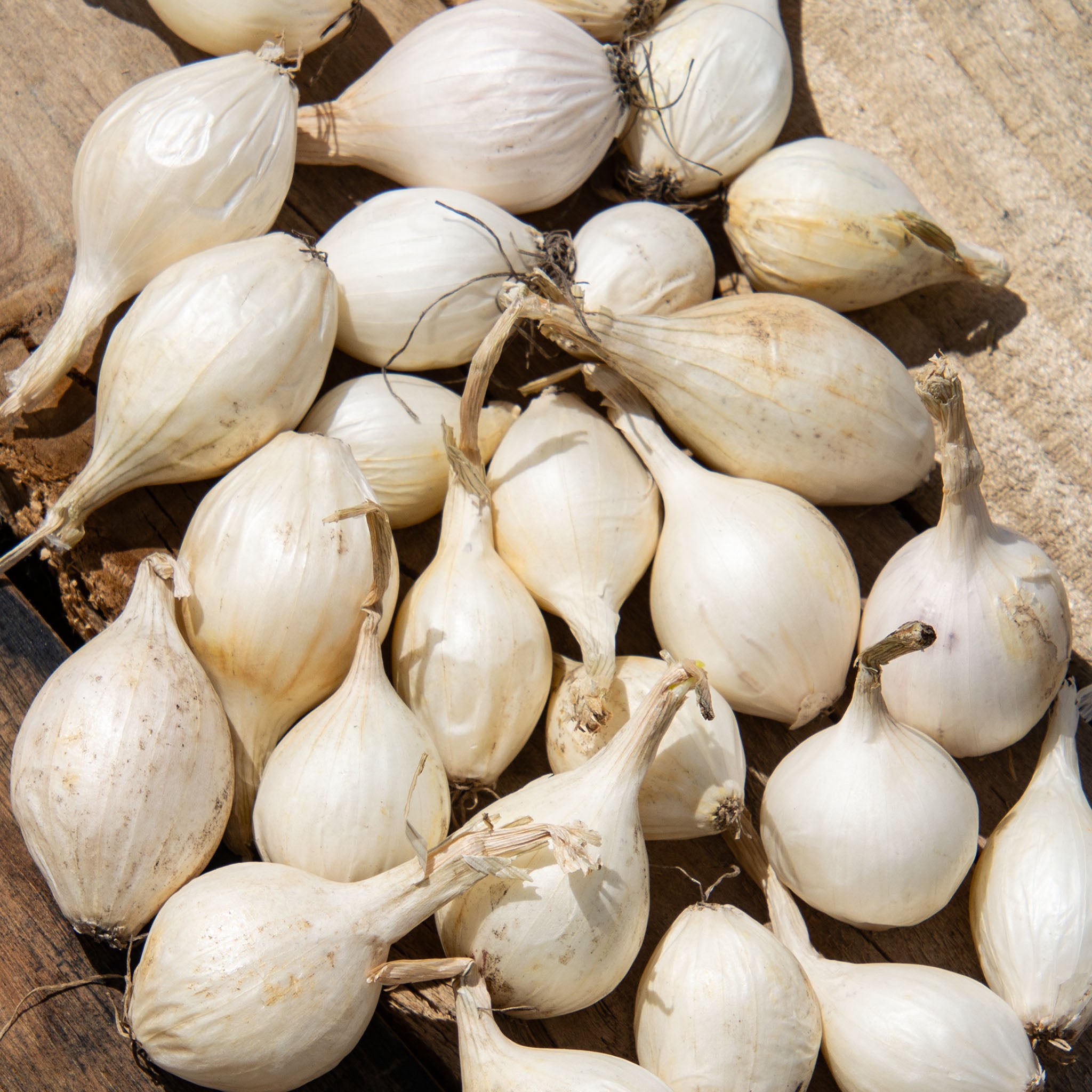 Onion Sets, White, 1 Qt