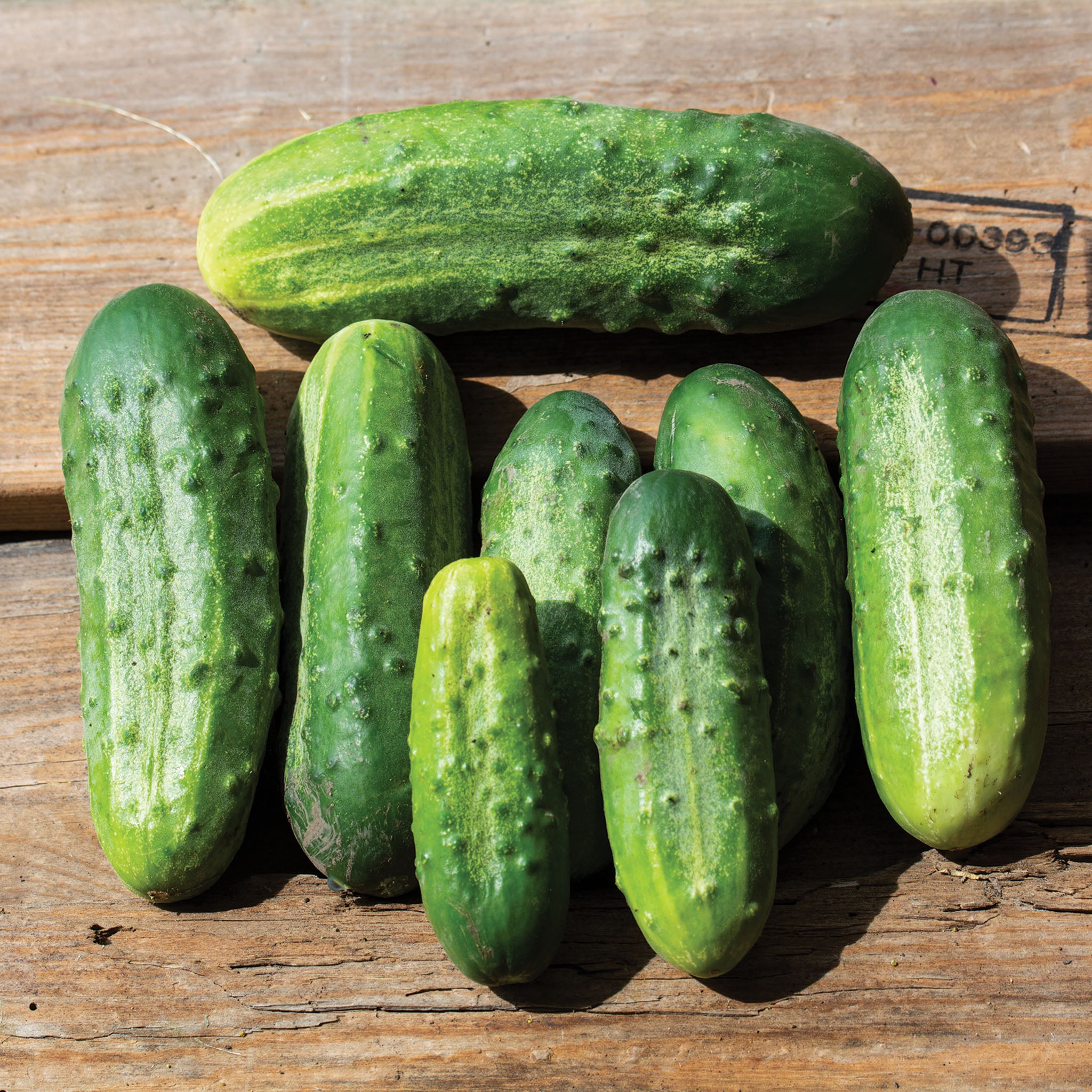 Cucumber, Chicago Pickling