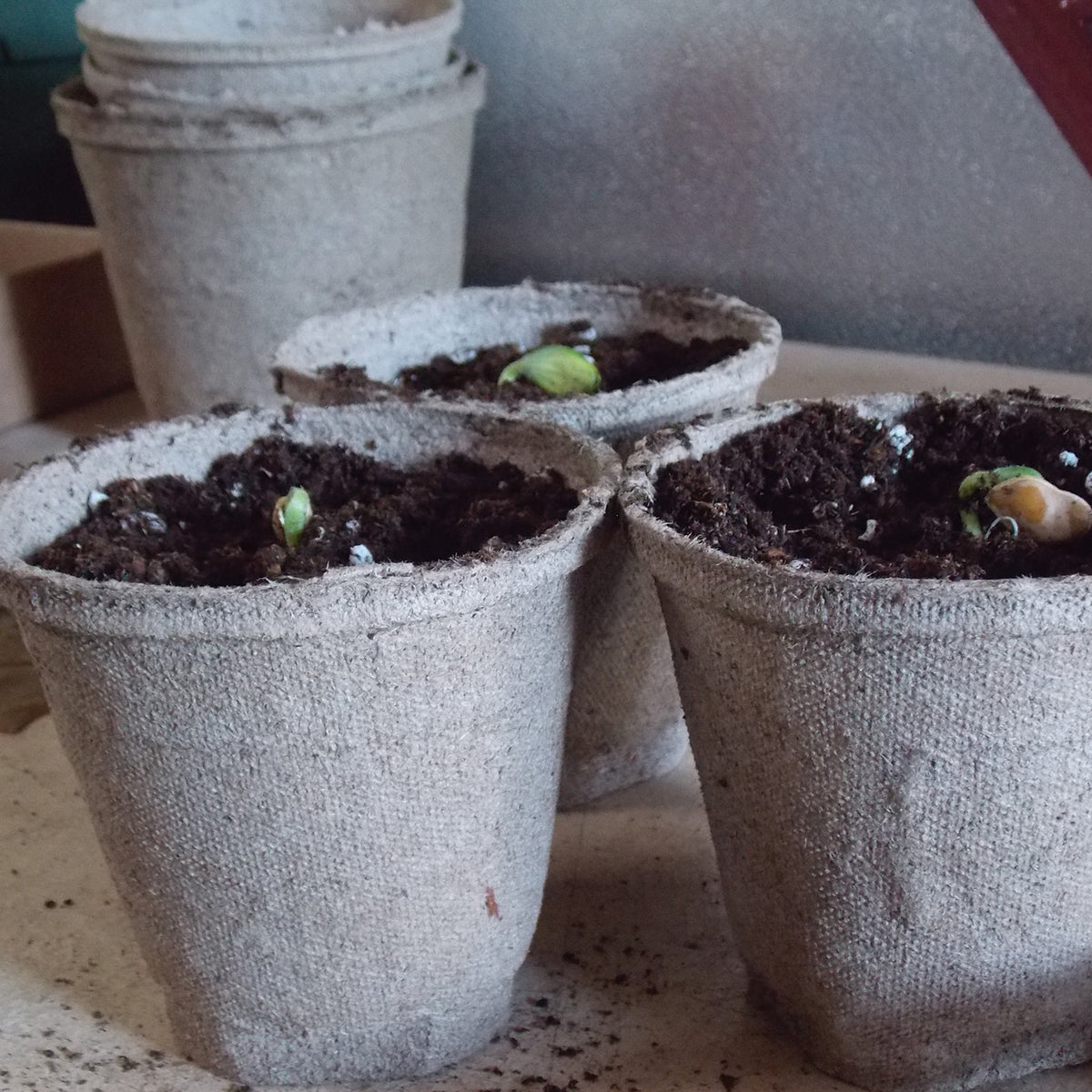 Jiffy® Peat Pots, 4 Inch Round
