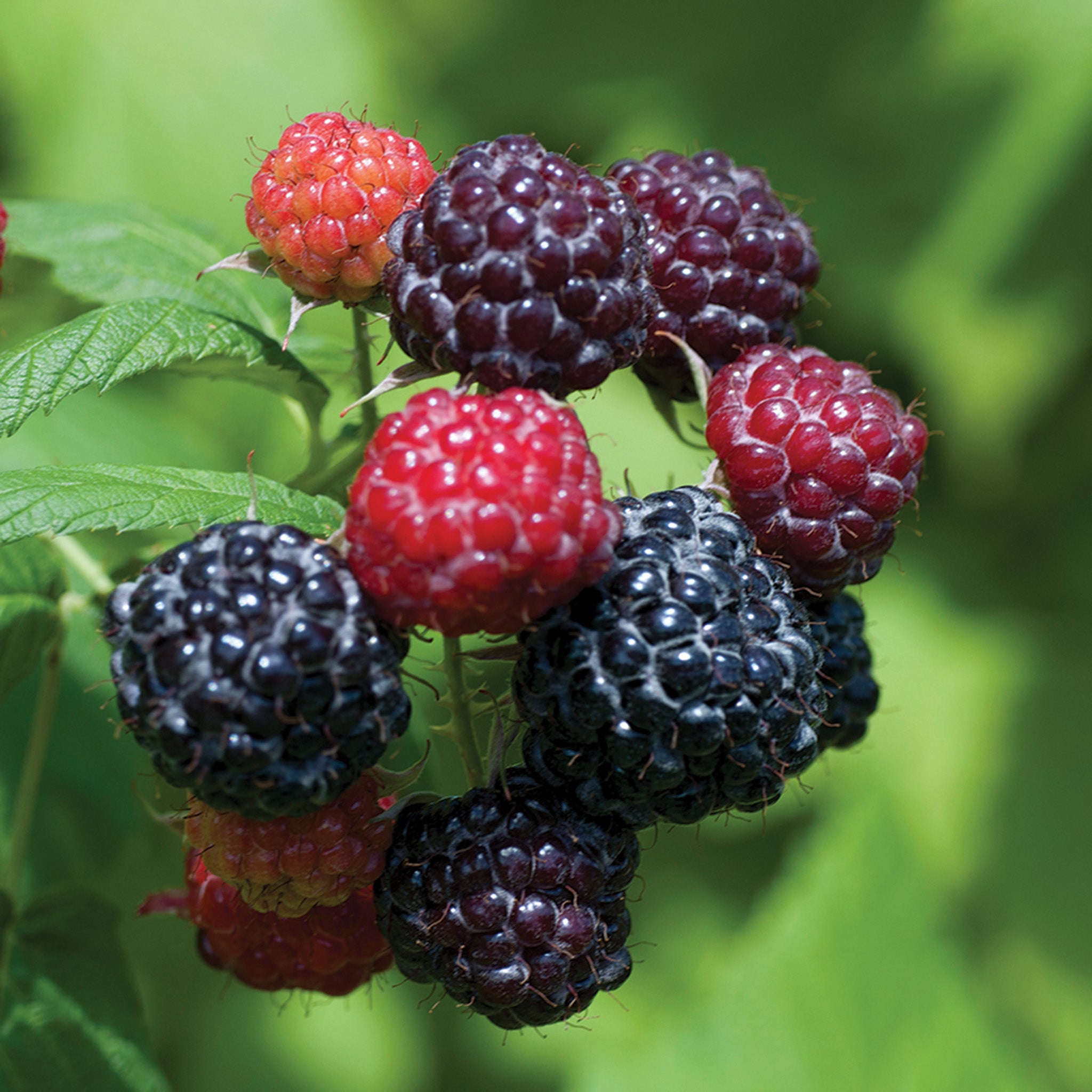 Raspberry, Summer-Bearing, Jewel