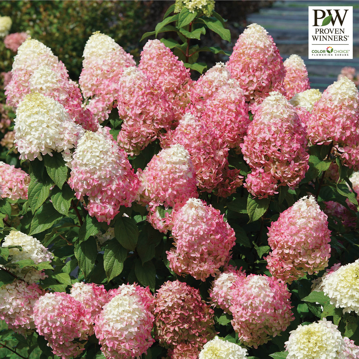 Hydrangea, Quick Fire Fab®