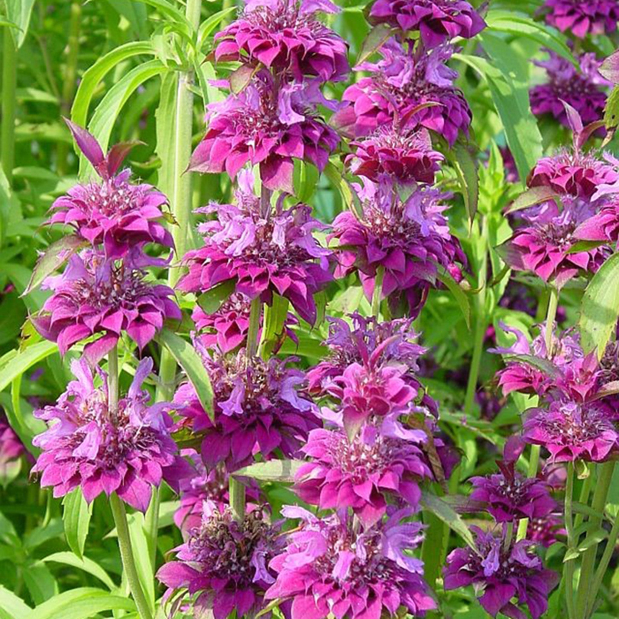 Monarda, Bergamo Hybrid