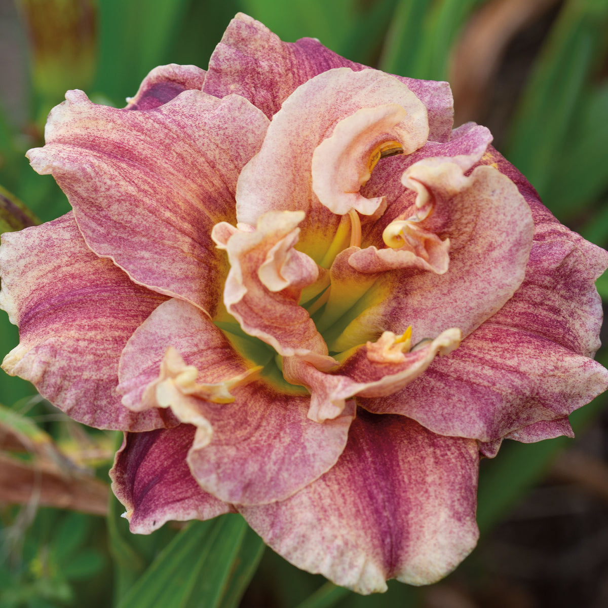 Daylily, Spotted Fever