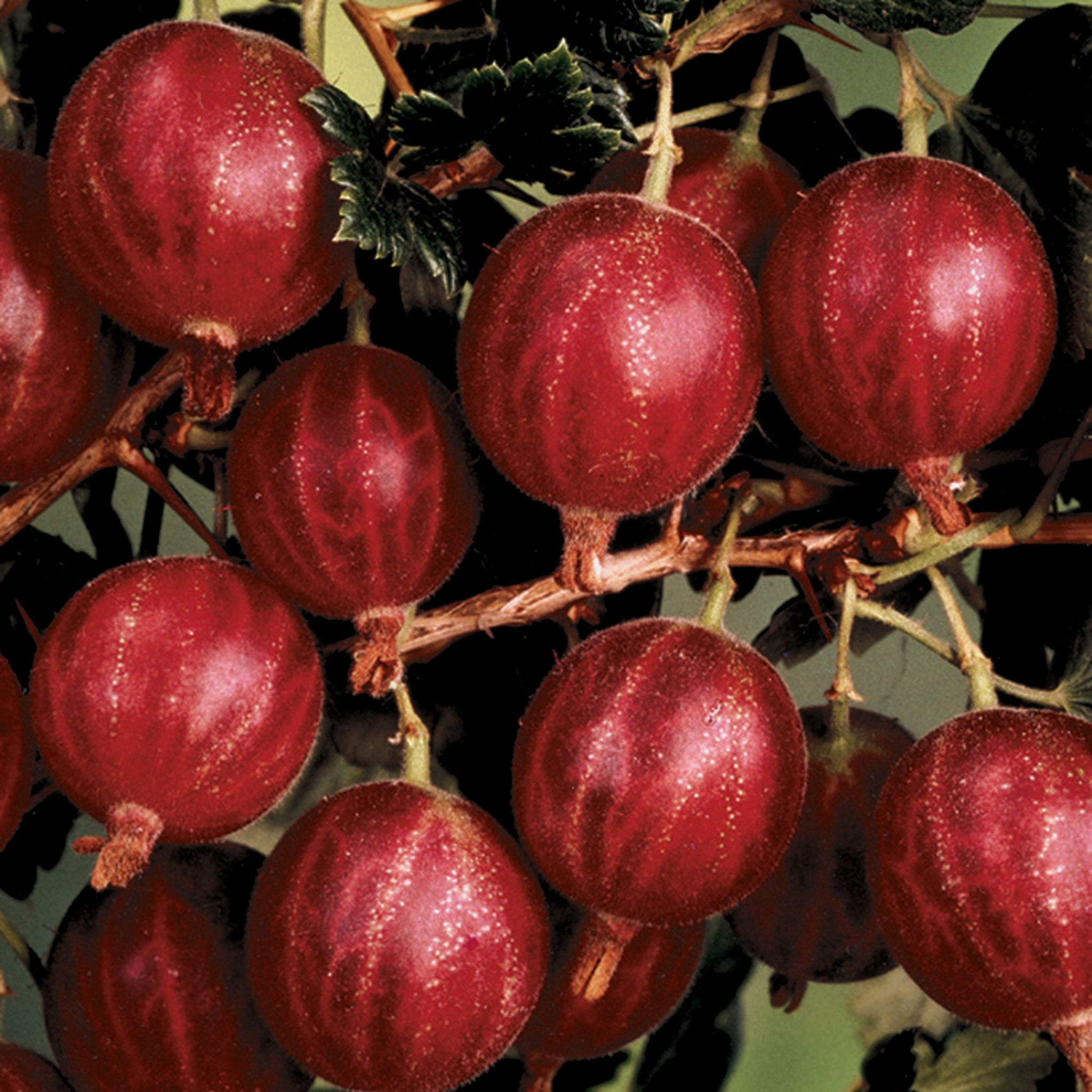Gooseberry, Hinnomaki Red™