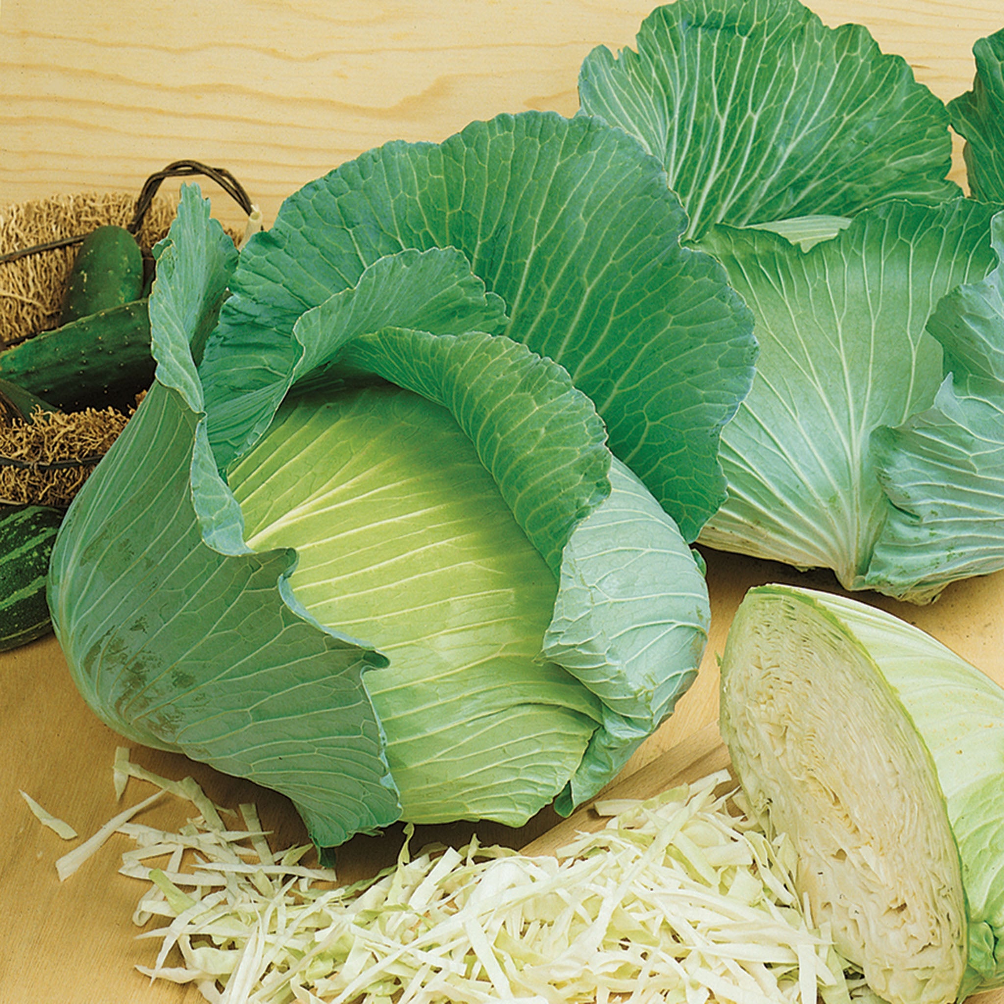 Cabbage, Premium Late Flat Dutch