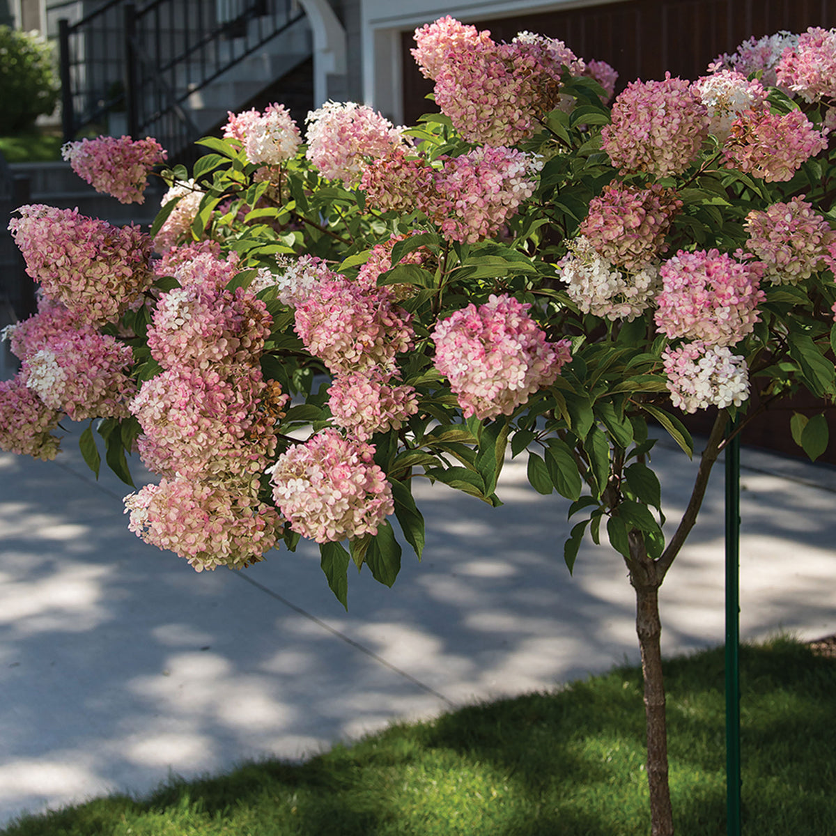 Hydrangea, Tree, Vanilla Strawberry™