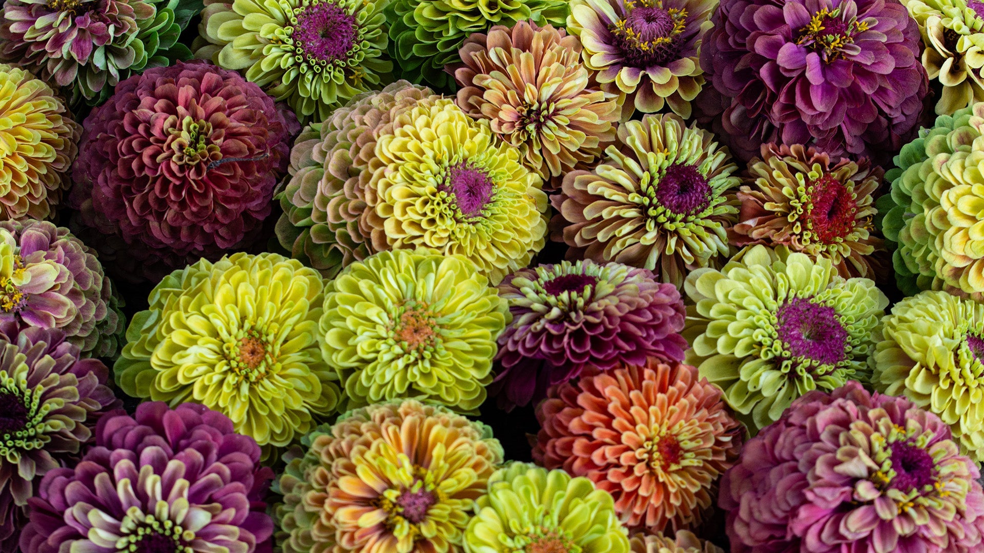 Annual Seeds