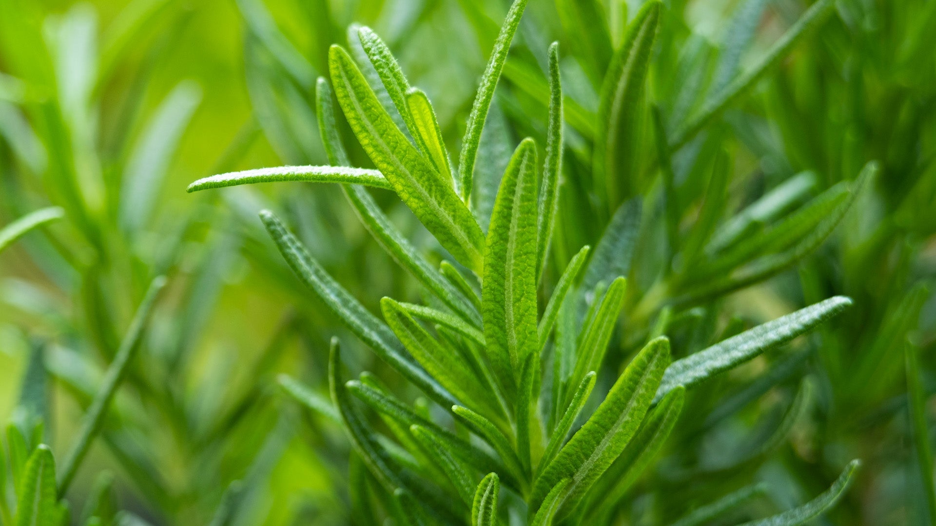 Non-GMO Plants