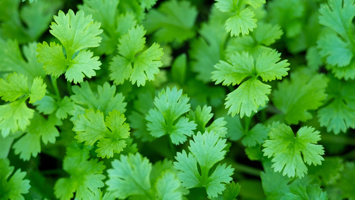 Herb Seeds