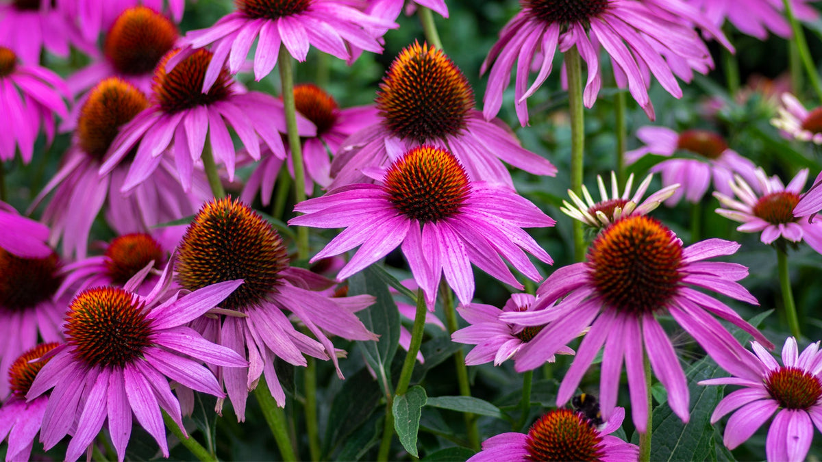 Perennial Plants