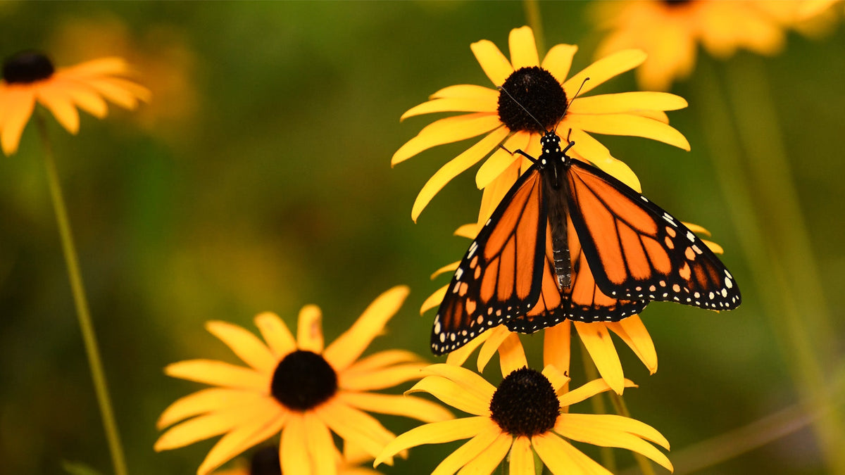 Perennial Seeds