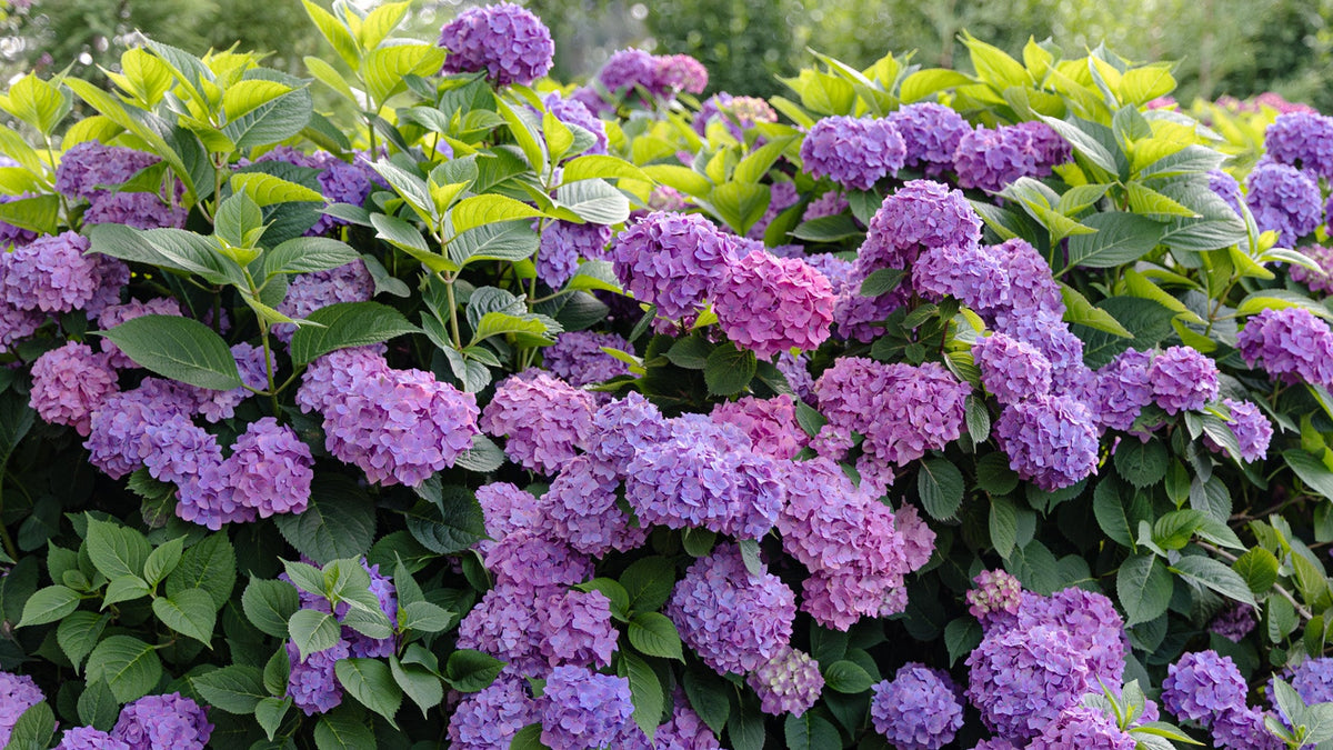 Shrubs