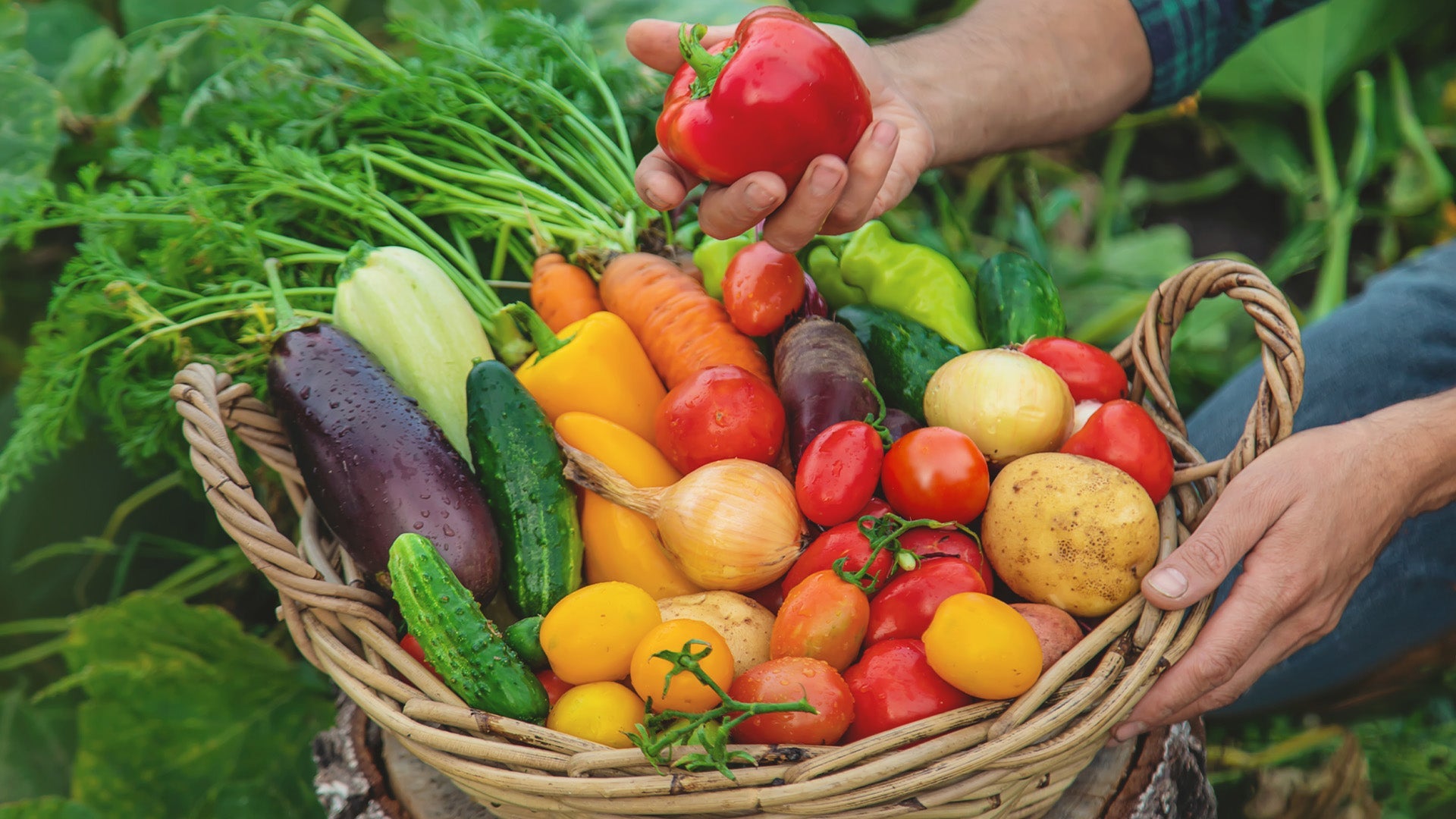 Vegetable Seeds
