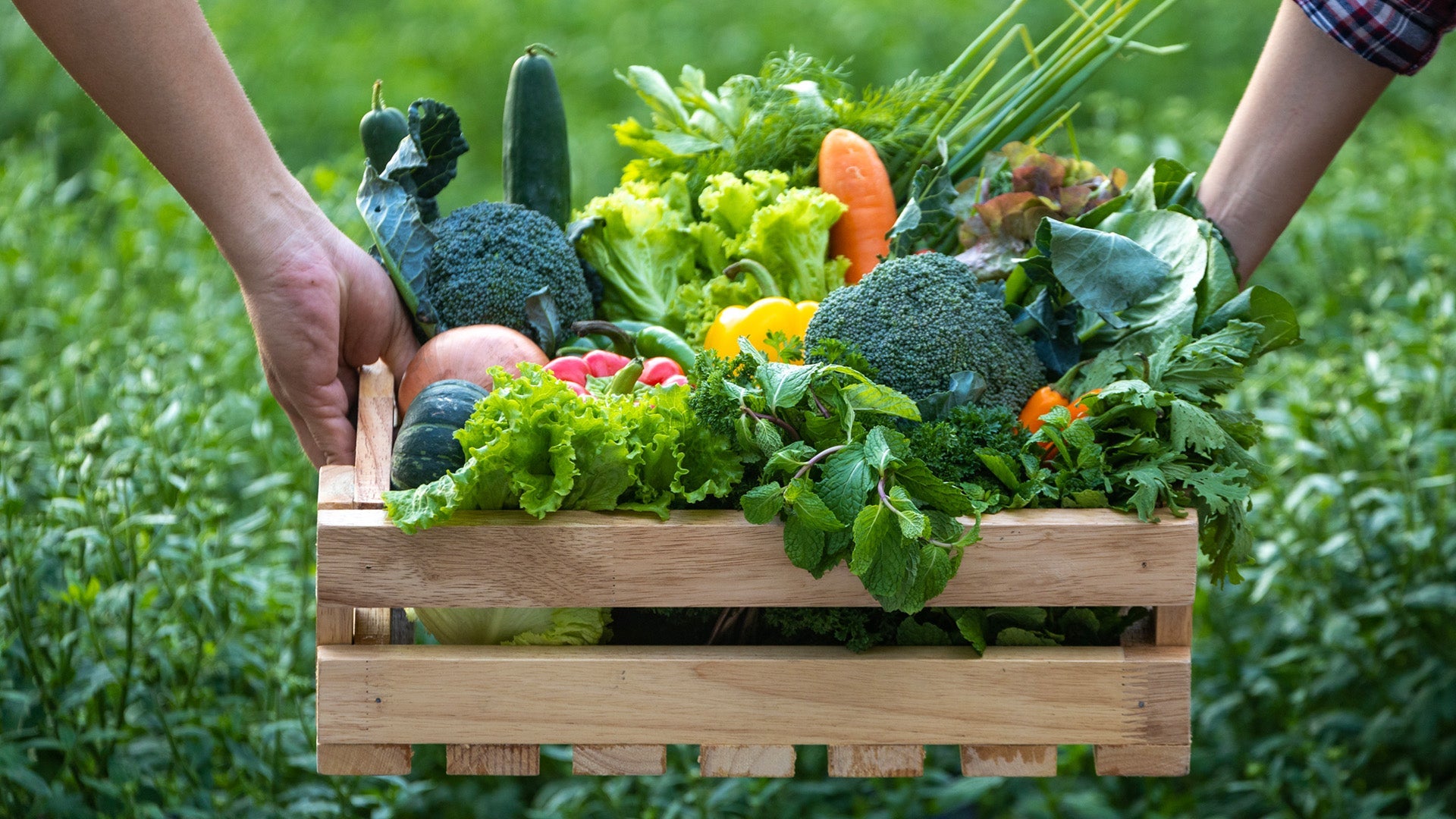 Organic Vegetable Seeds