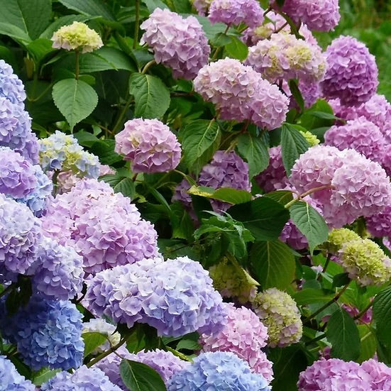 Ornamentals
