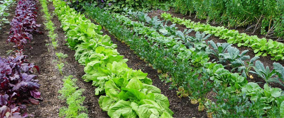Vegetables