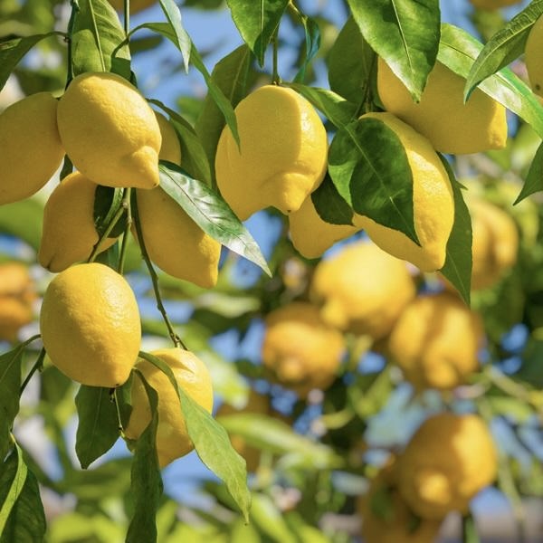 Fruits