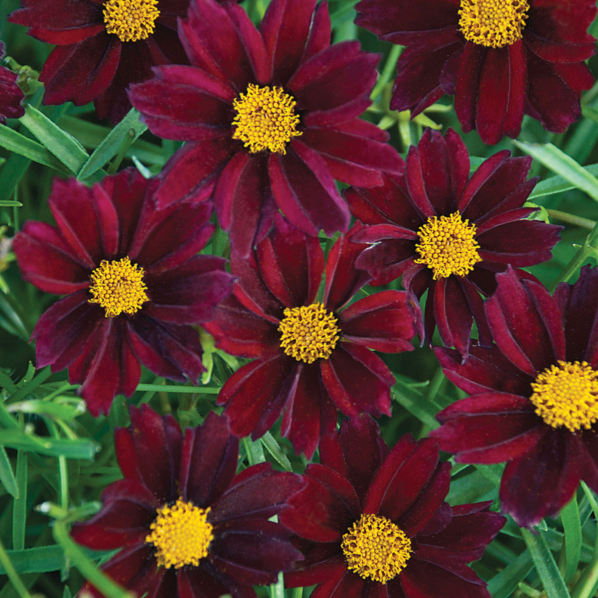 Coreopsis, Big Bang™ Mercury Rising