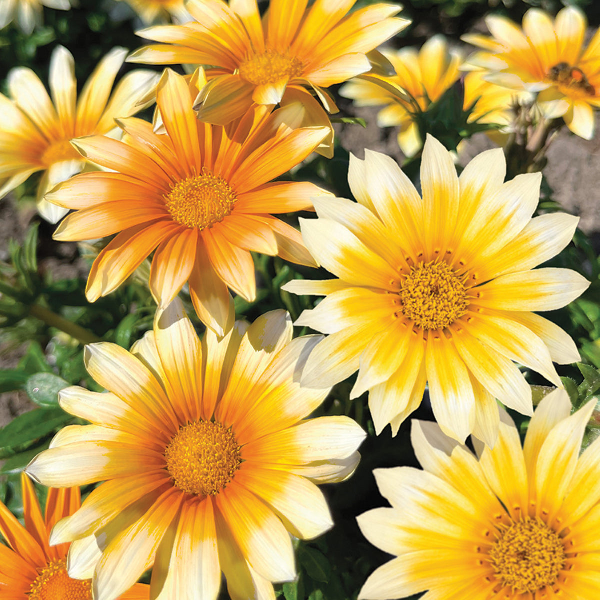 Gazania, Zany™ Sunny-Side Up Hybrid