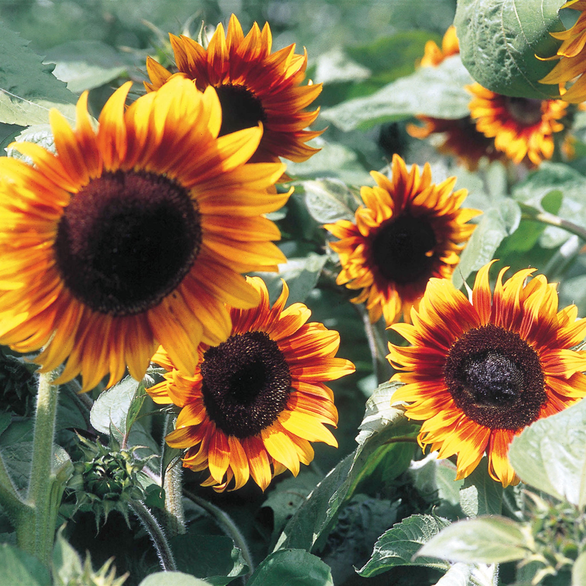 Sunflower, Firecracker Dwarf Hybrid