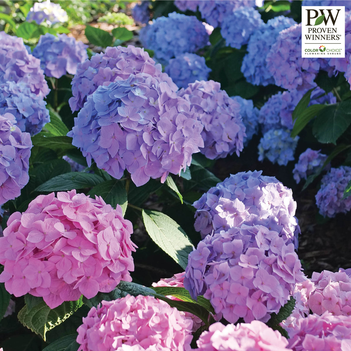 Hydrangea, Let's Dance Sky View®