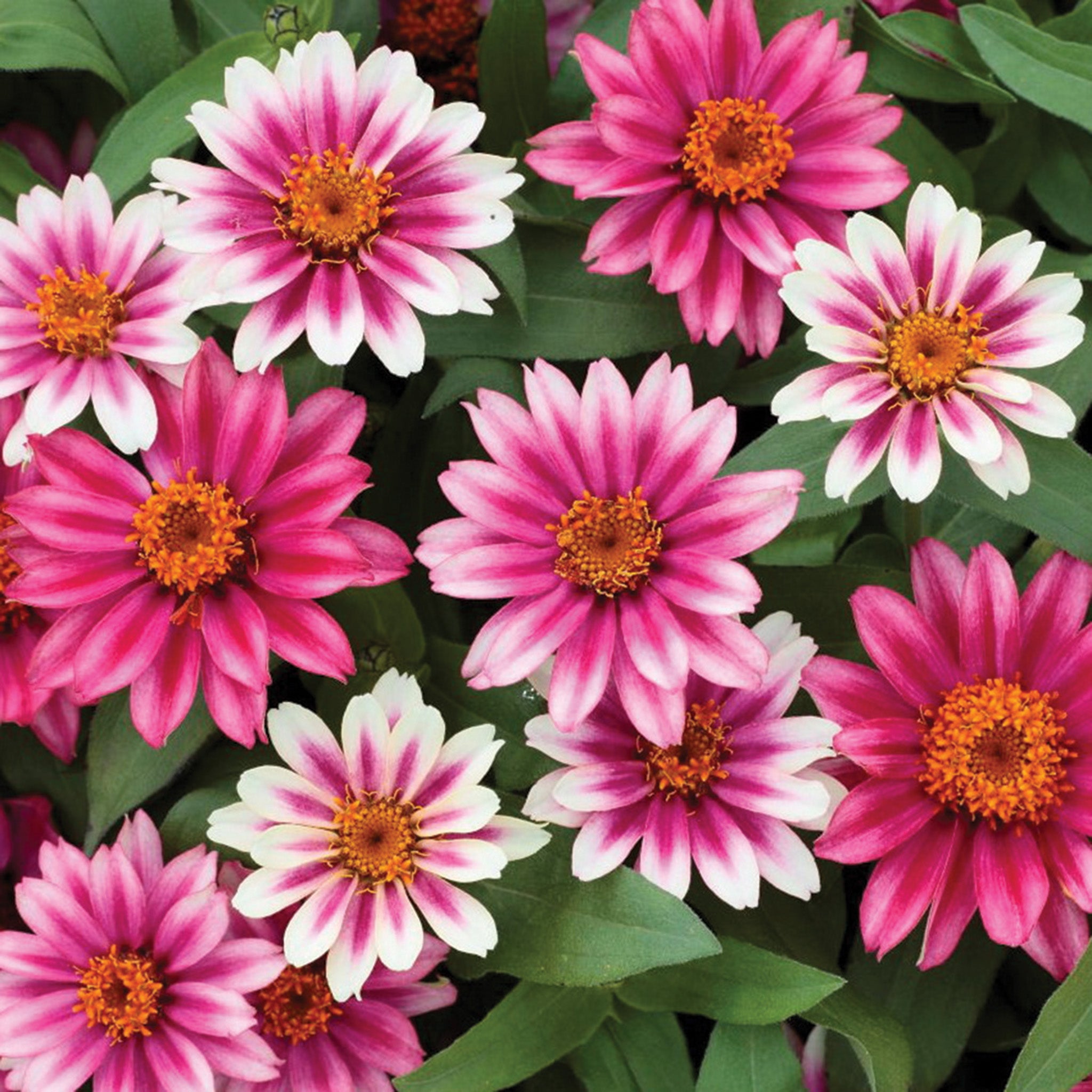 Zinnia, Profusion Cherry Bicolor Hybrid