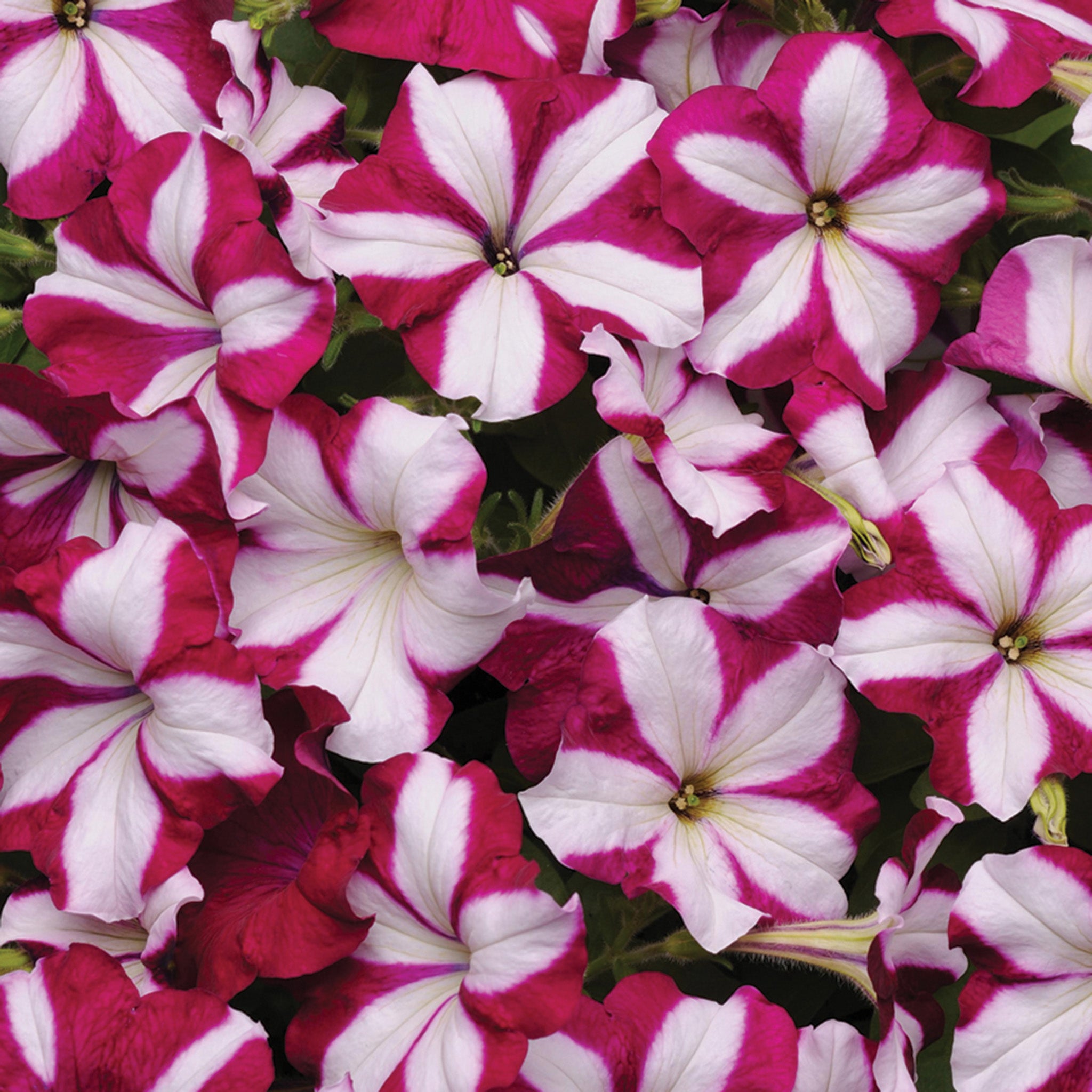 Petunia, Easy Wave® Burgundy Star Hybrid