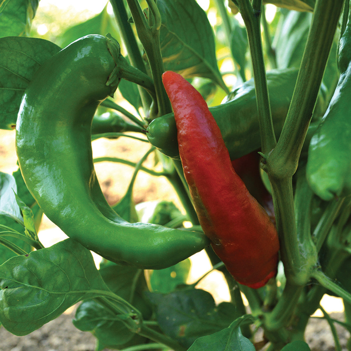 Pepper, Sweet, Corno di Toro Red
