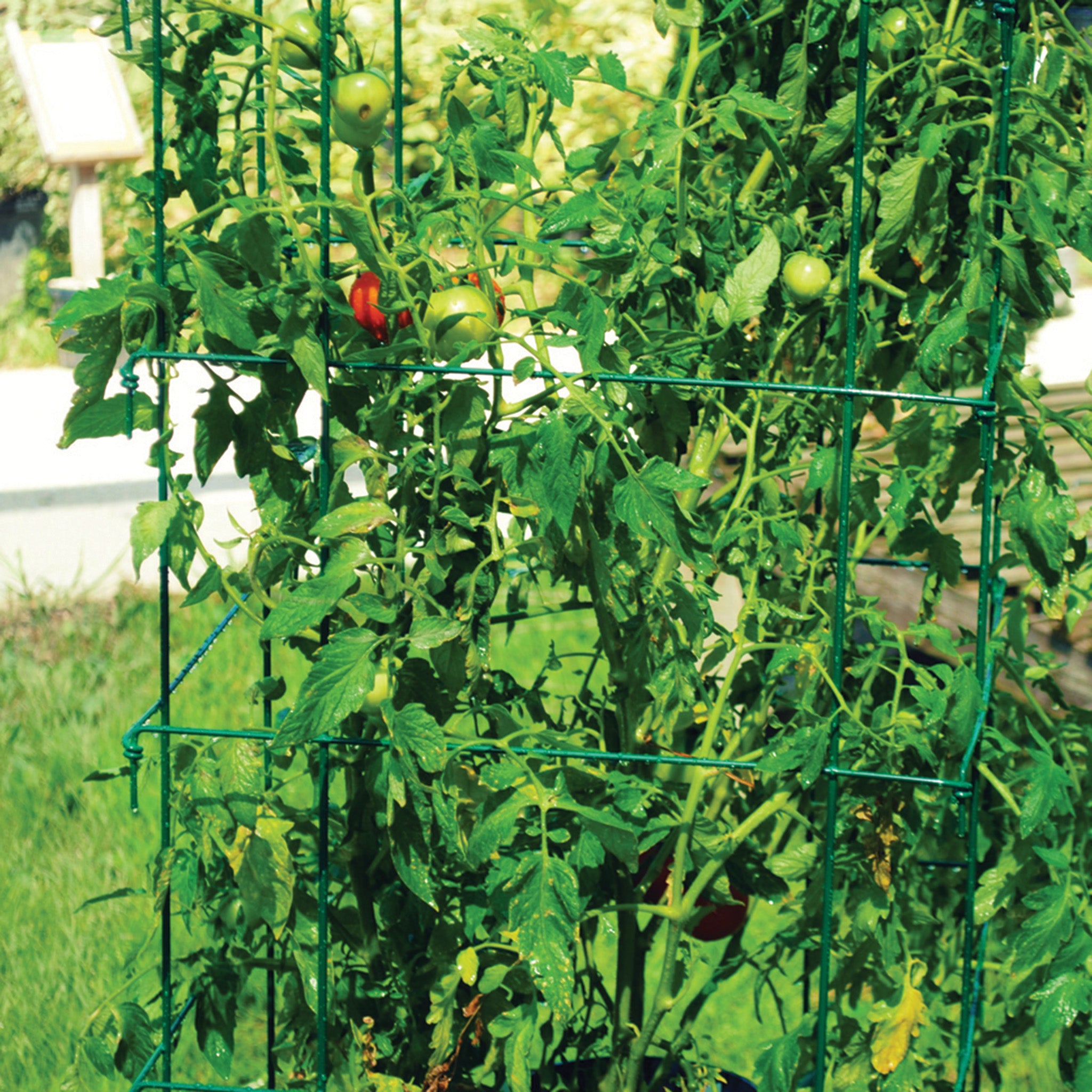 Pk 2: Jumbo Tomato Cage Green 58"