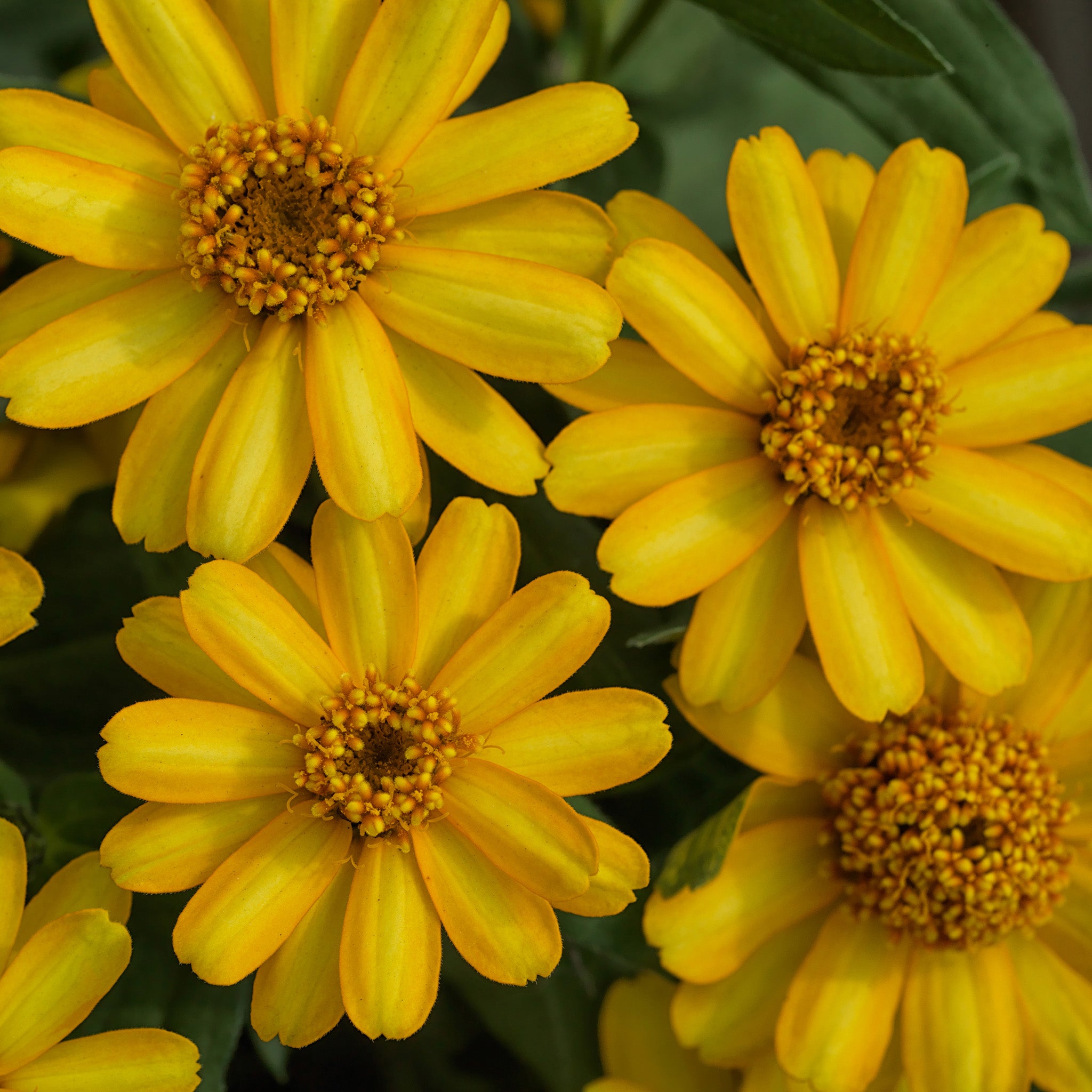 Zinnia, Profusion Yellow Hybrid