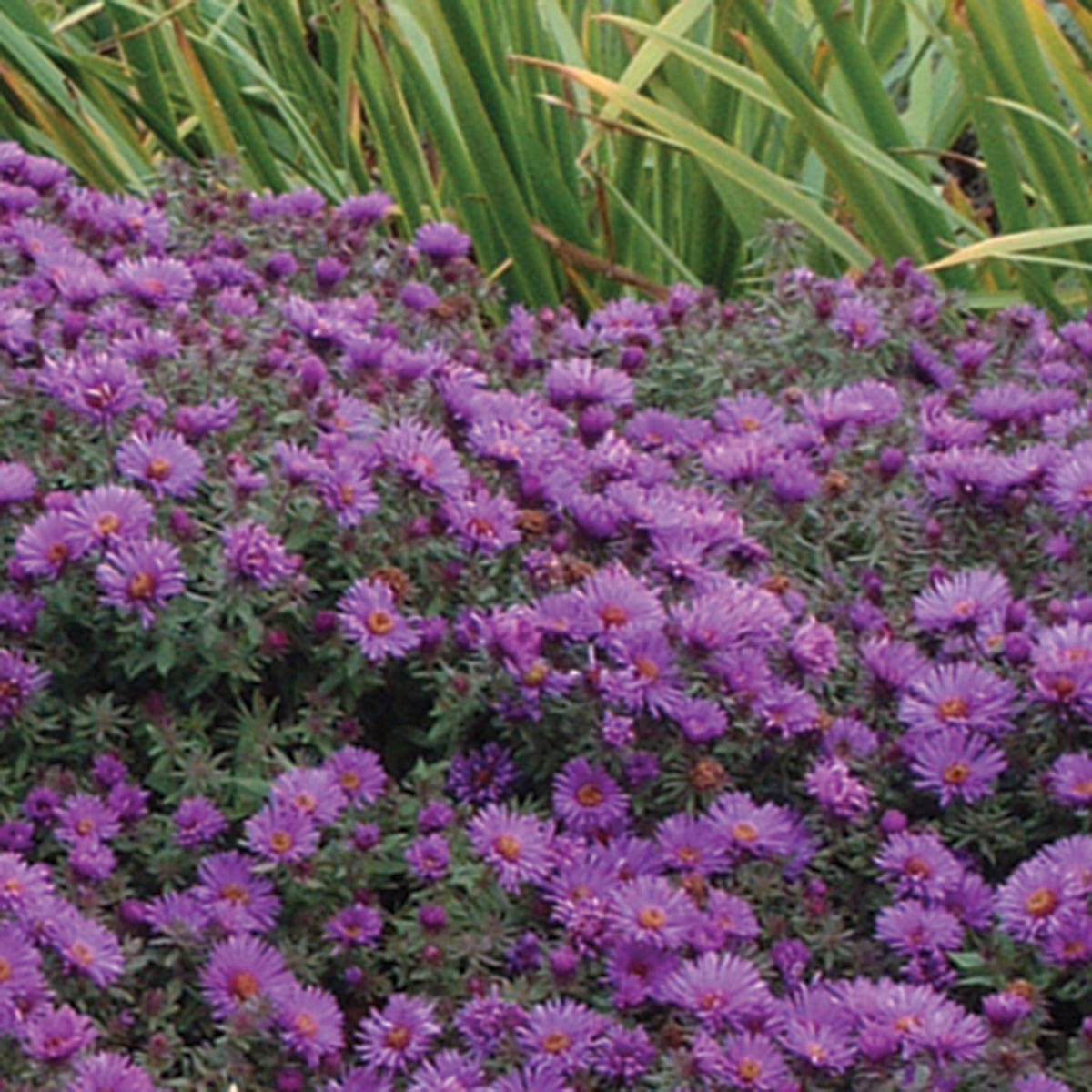Aster, Purple Dome