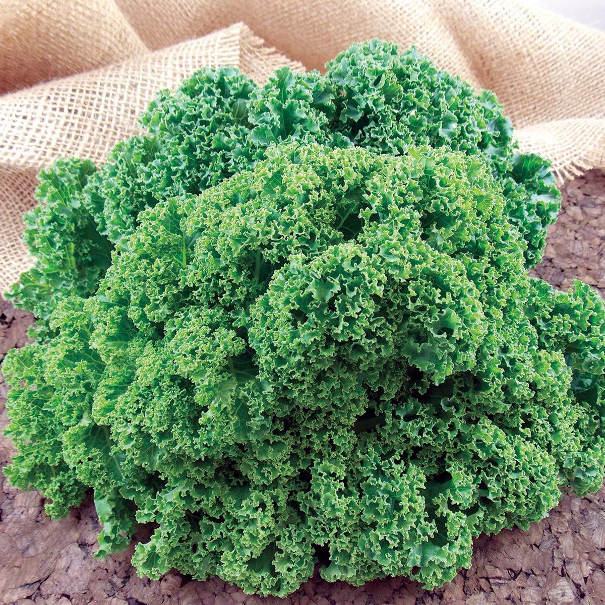 Kale, Prizm Hybrid