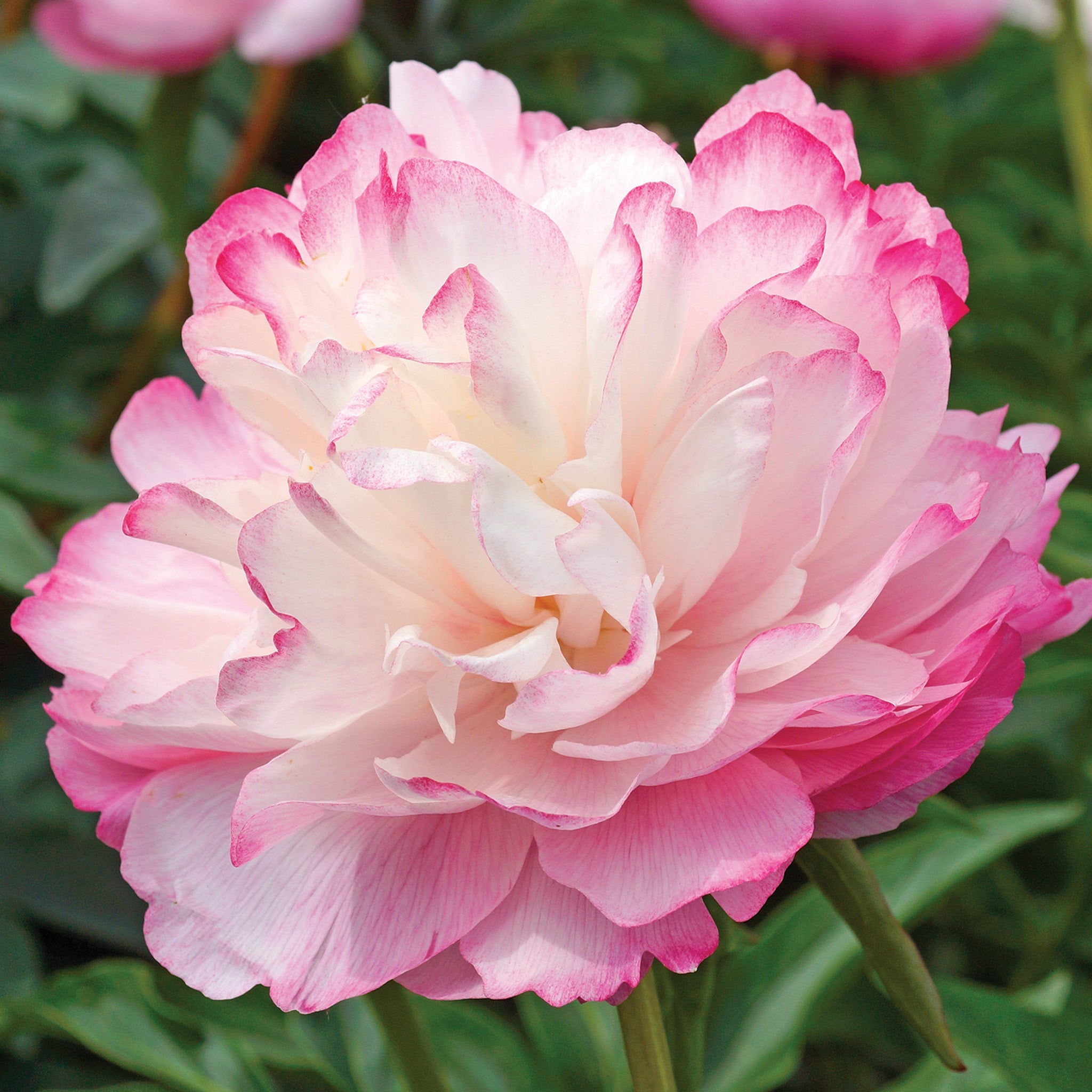 Peony, Joker