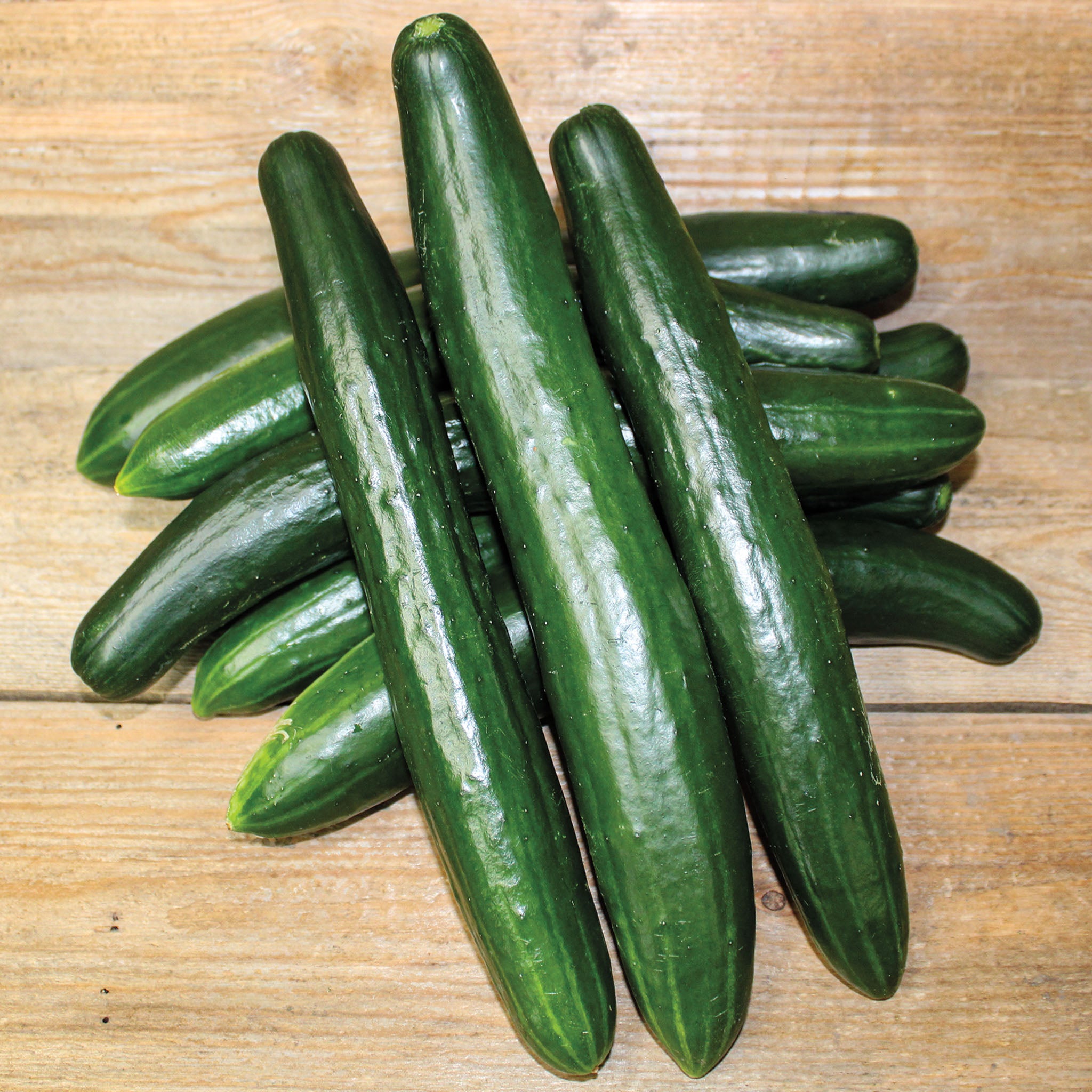 Cucumber, Summer Dance Hybrid