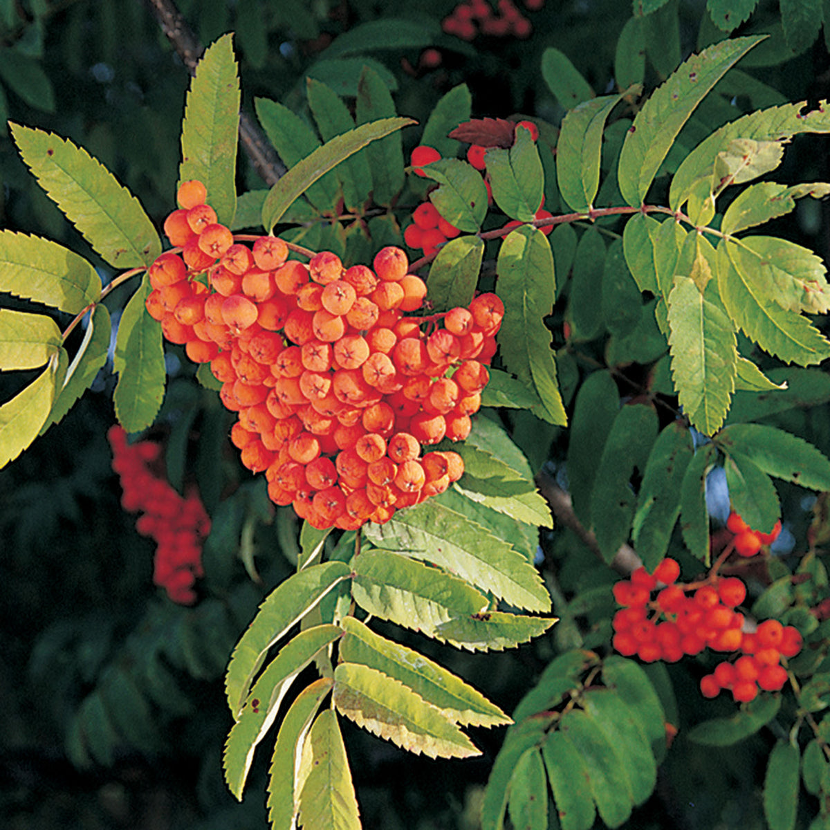 Mountain Ash, Rabina