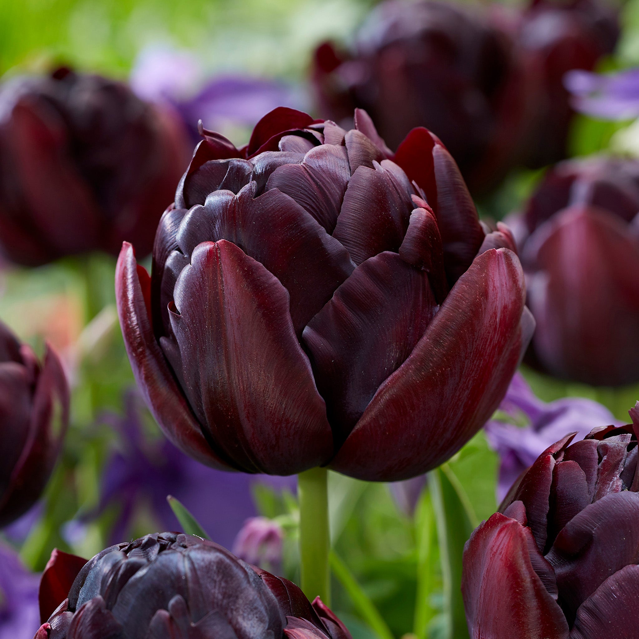 Tulip, Black Hero, 10 Pack