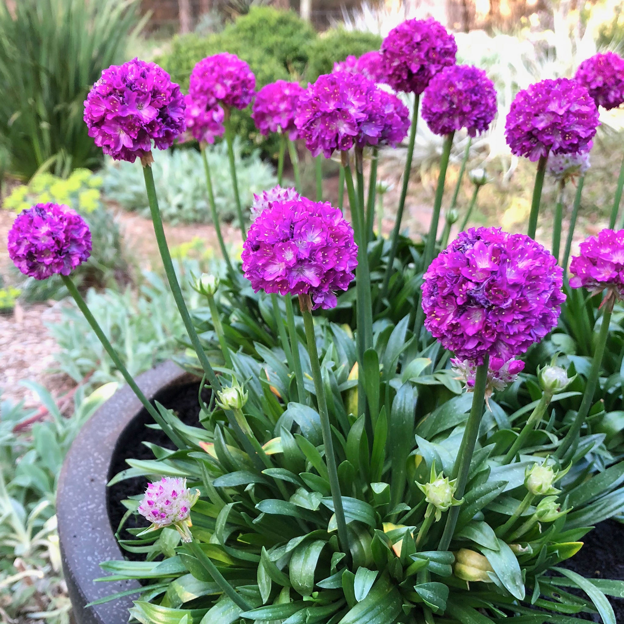 Armeria, Dreameria® Vivid Dreams