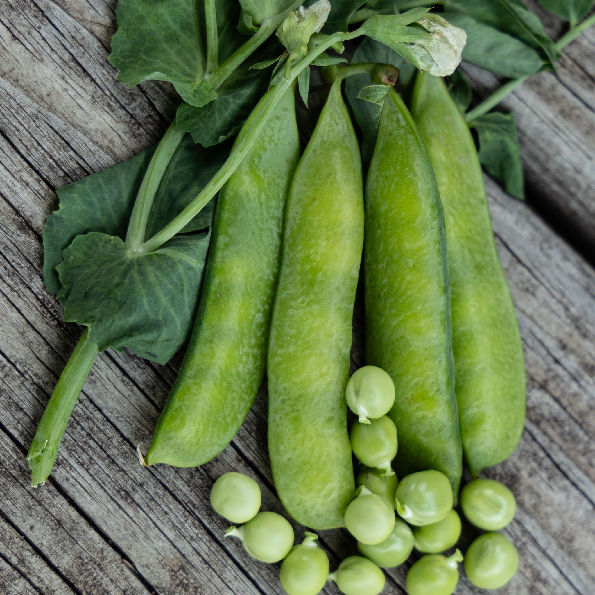 Pea, Laxton's Progress No. 9